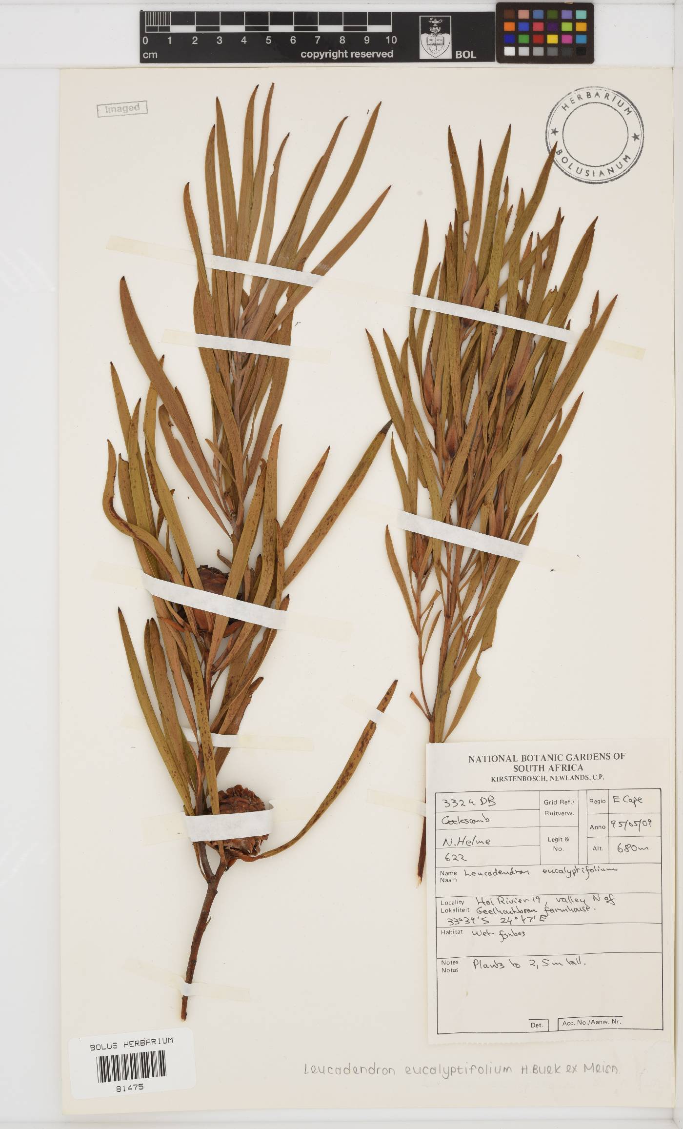 Leucadendron eucalyptifolium image