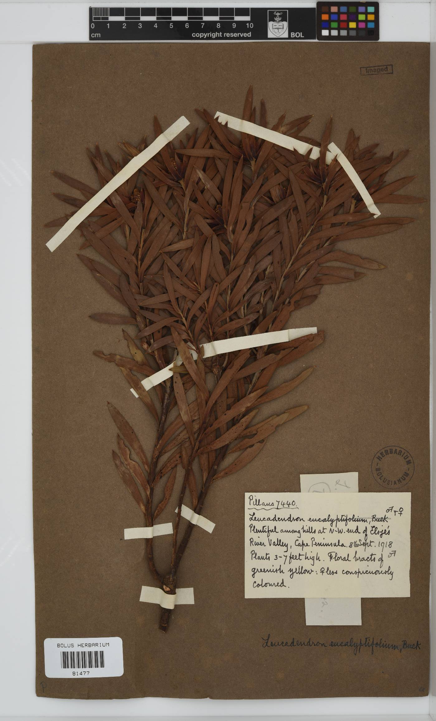 Leucadendron eucalyptifolium image