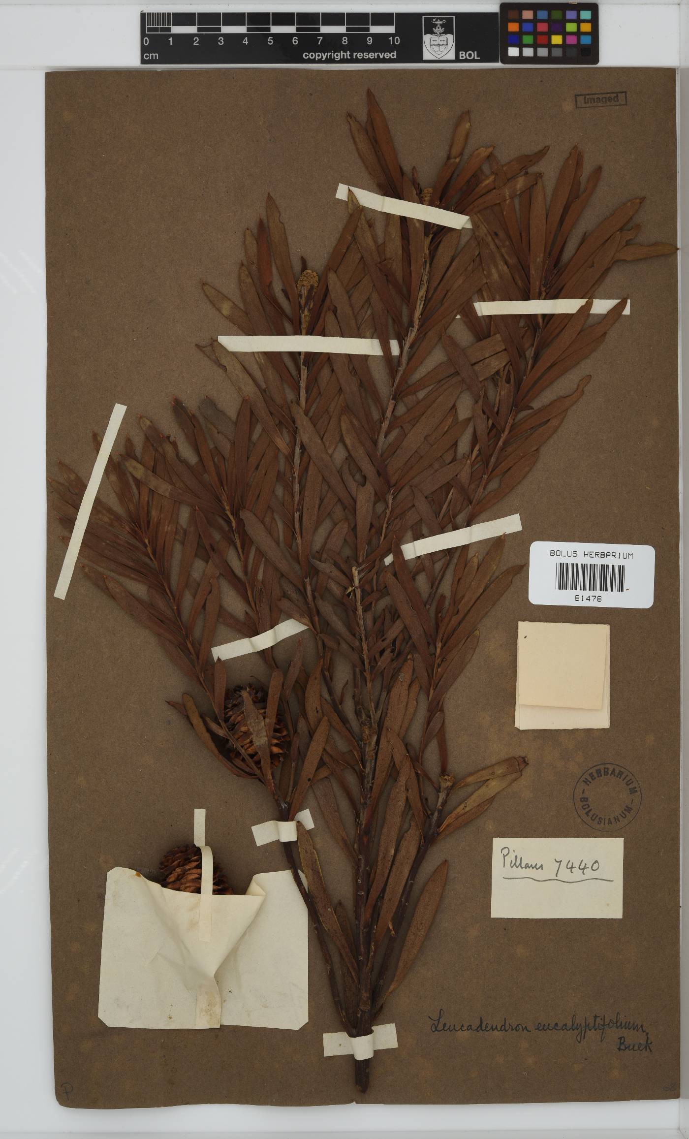 Leucadendron eucalyptifolium image