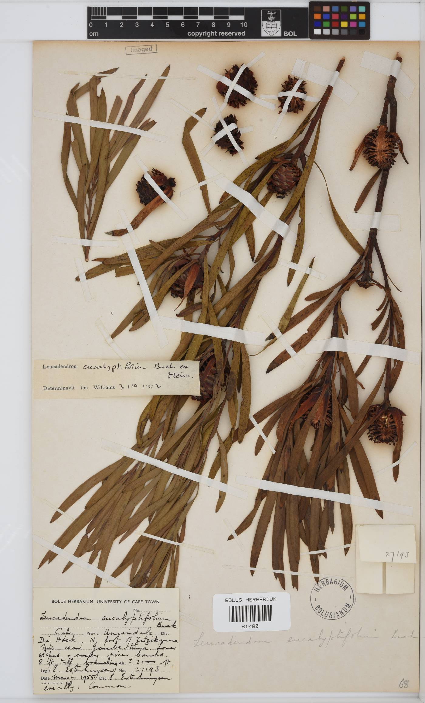 Leucadendron eucalyptifolium image