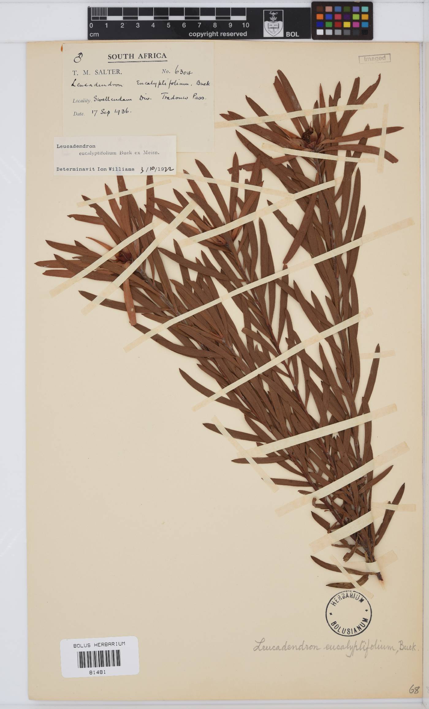 Leucadendron eucalyptifolium image