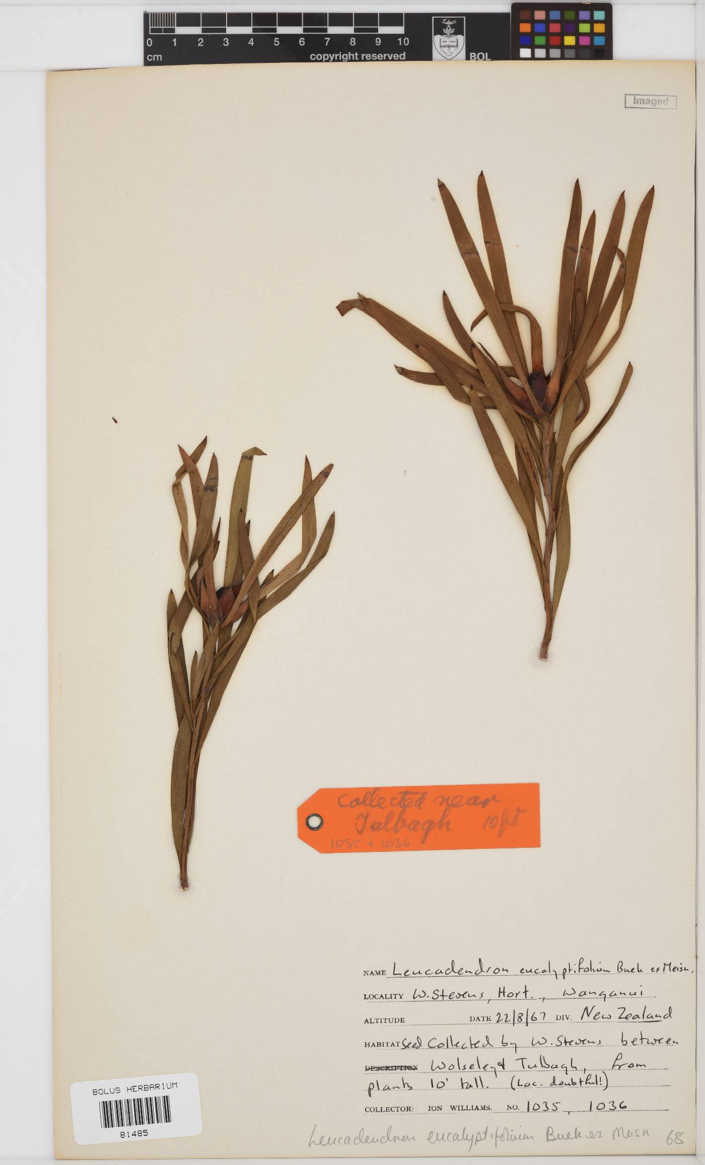 Leucadendron eucalyptifolium image
