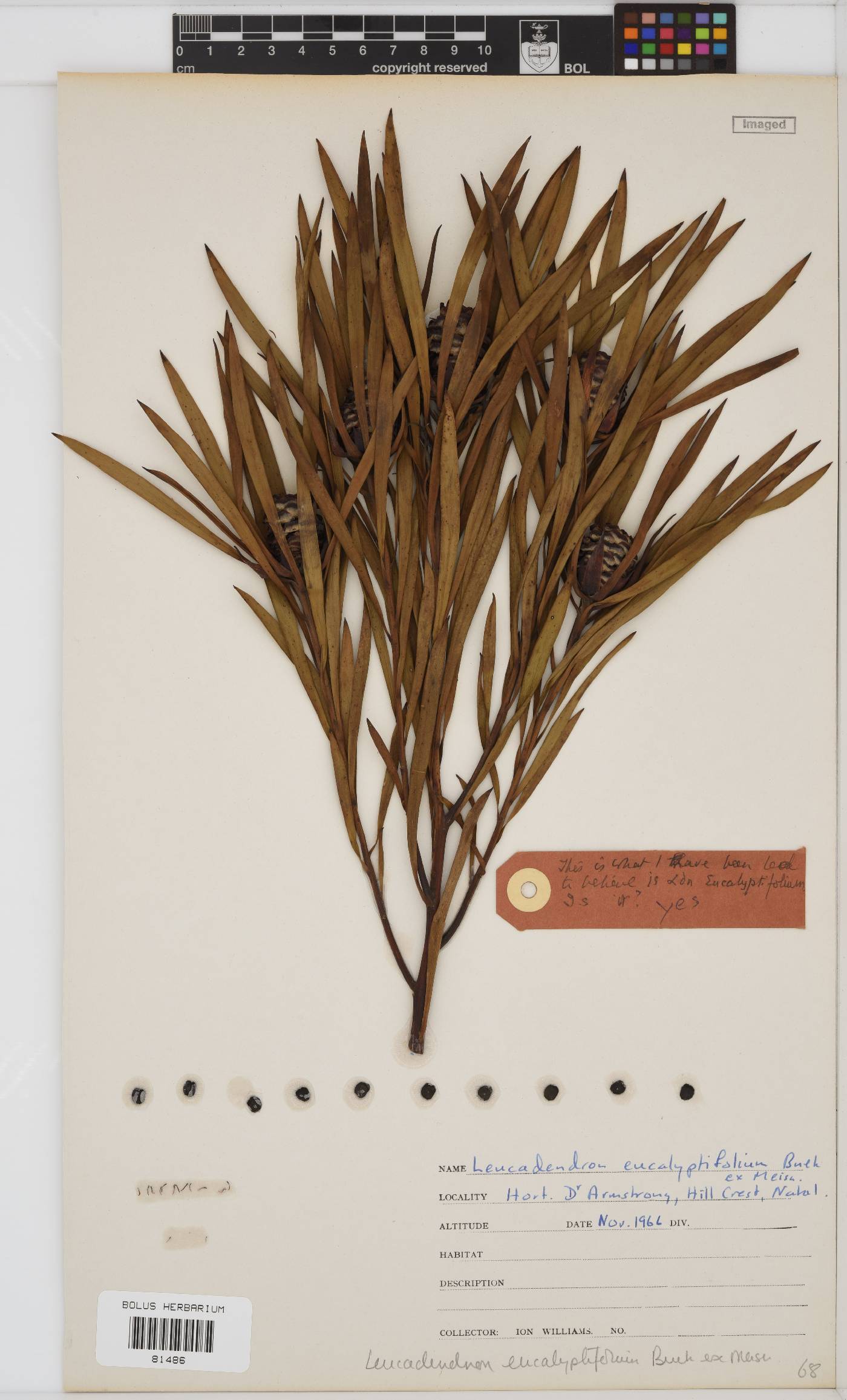Leucadendron eucalyptifolium image