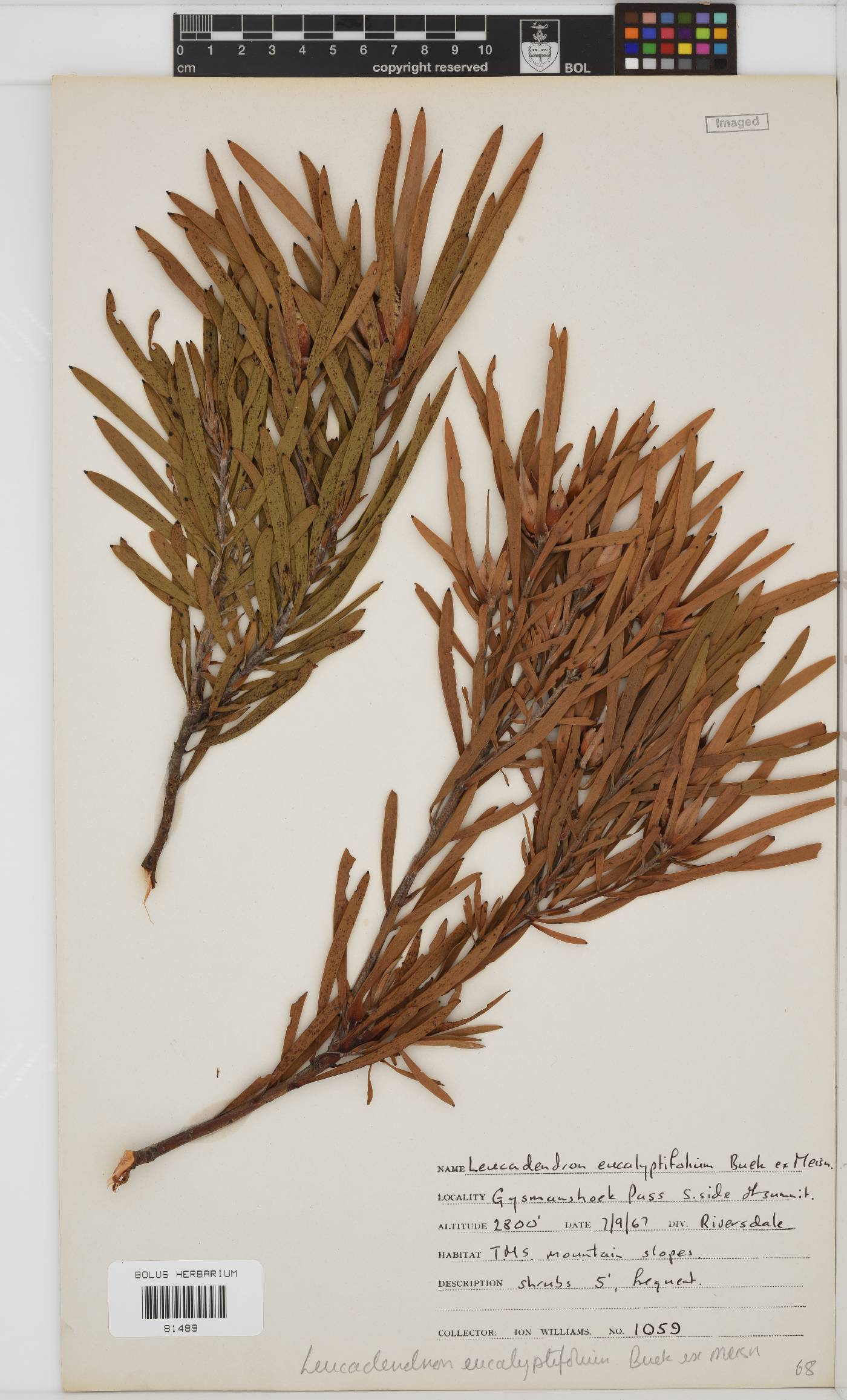 Leucadendron eucalyptifolium image