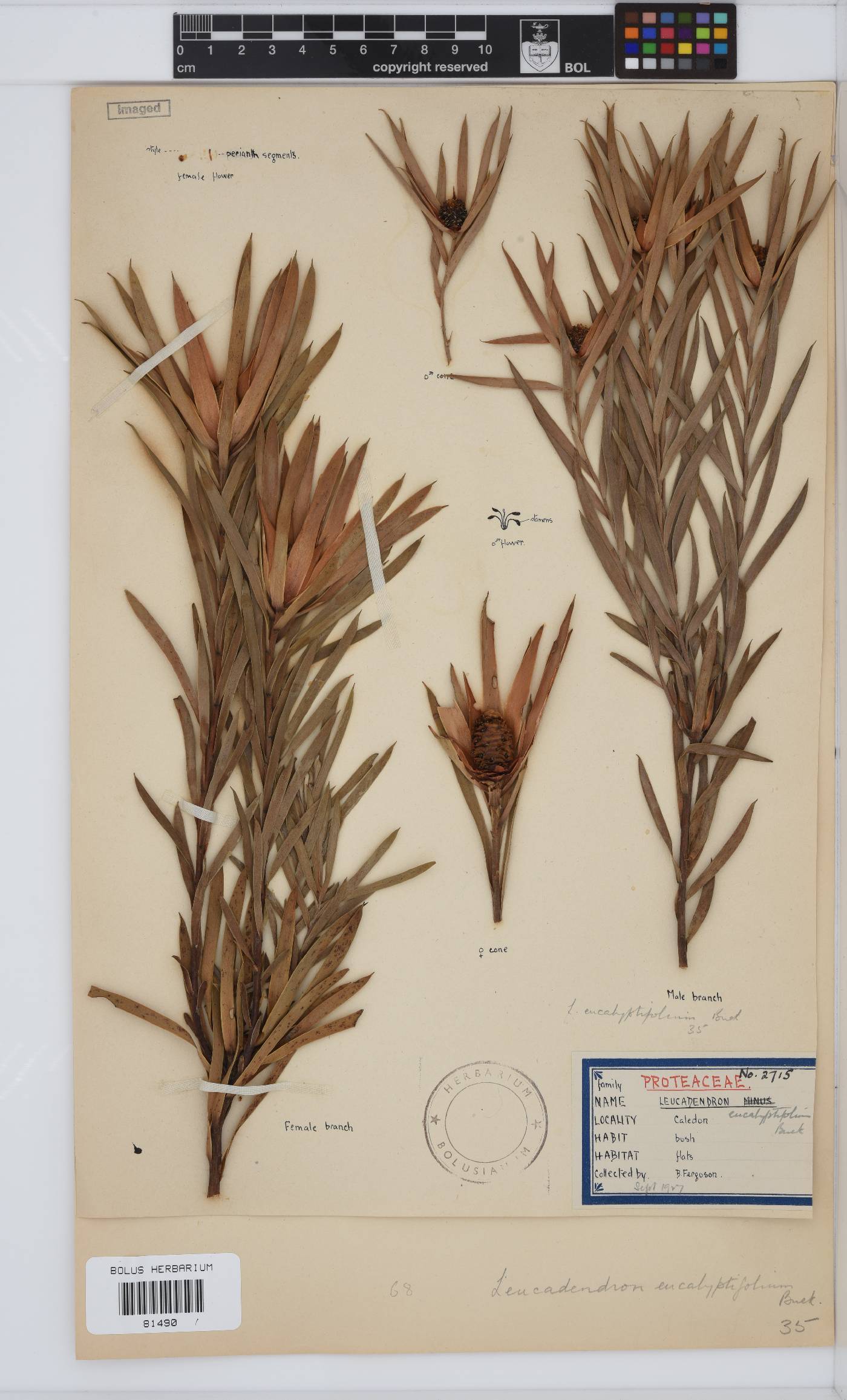 Leucadendron eucalyptifolium image