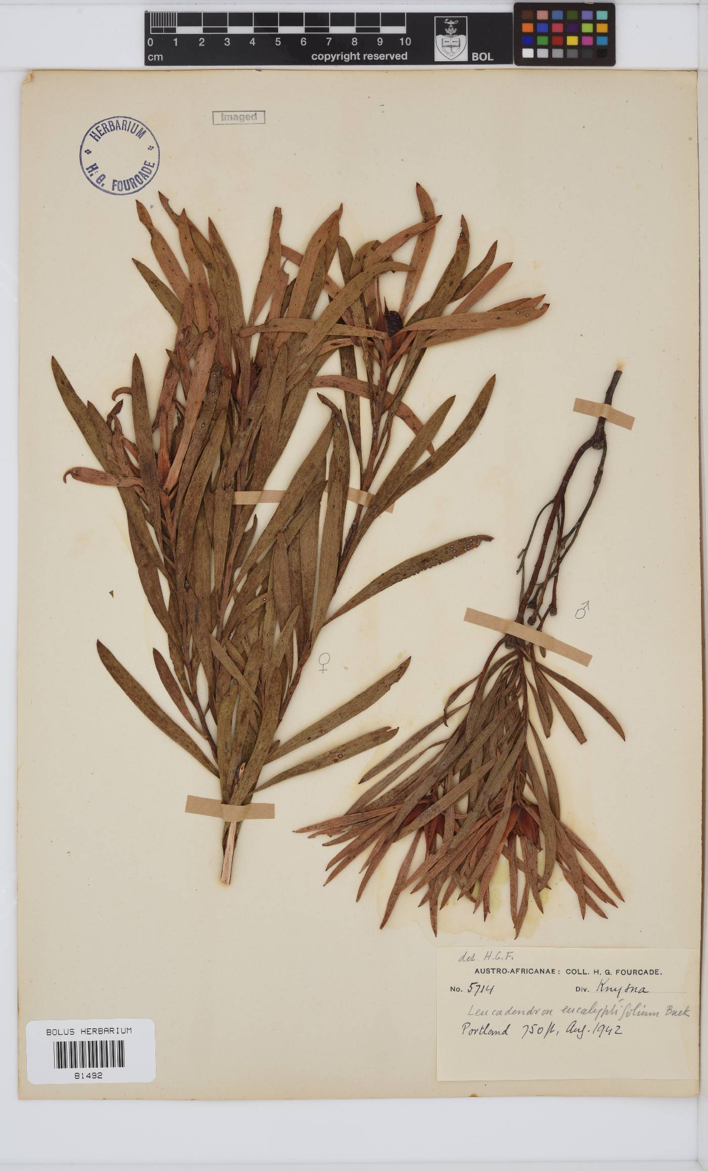 Leucadendron eucalyptifolium image