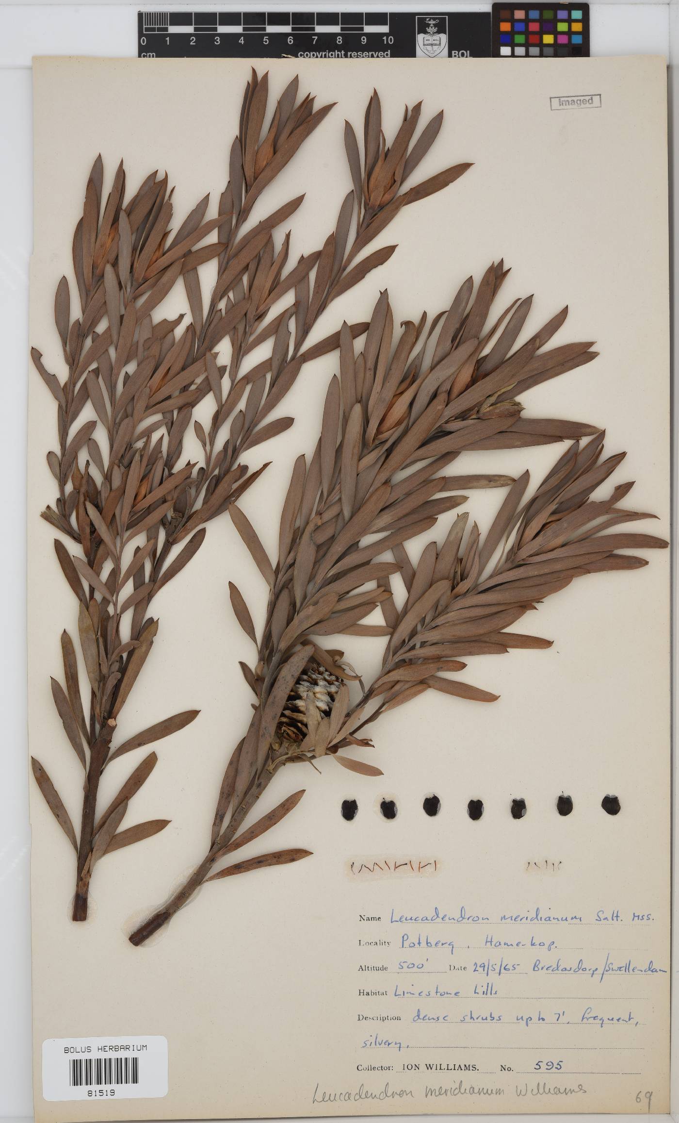 Leucadendron meridianum image