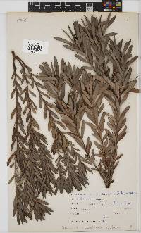 Leucadendron meridianum image