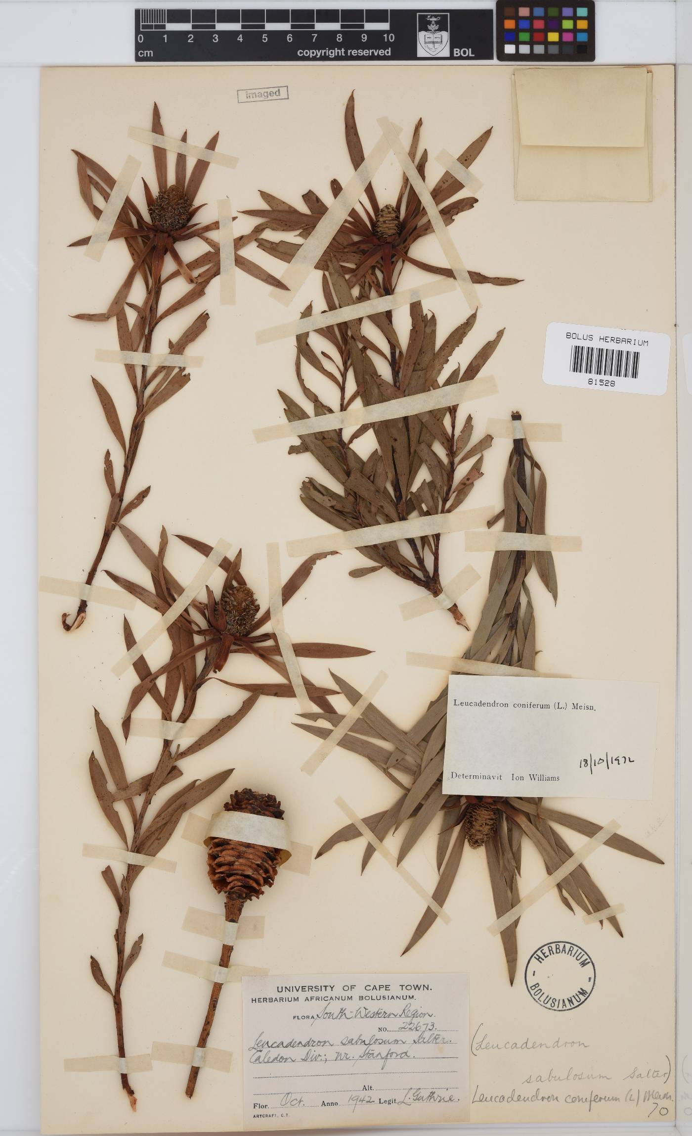 Leucadendron coniferum image