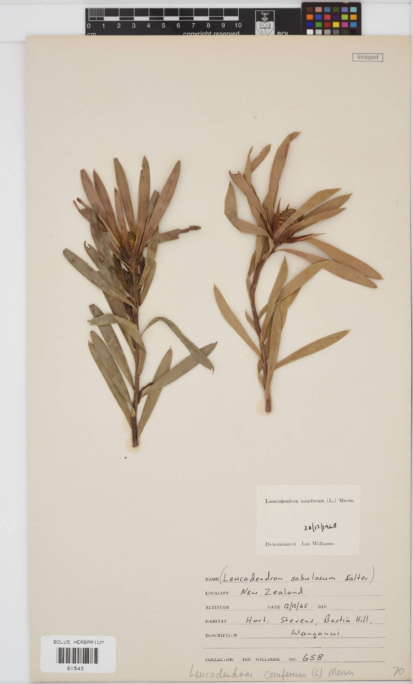 Leucadendron coniferum image