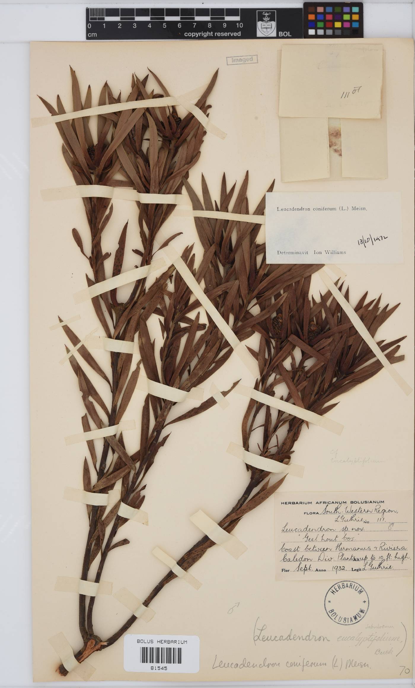 Leucadendron coniferum image