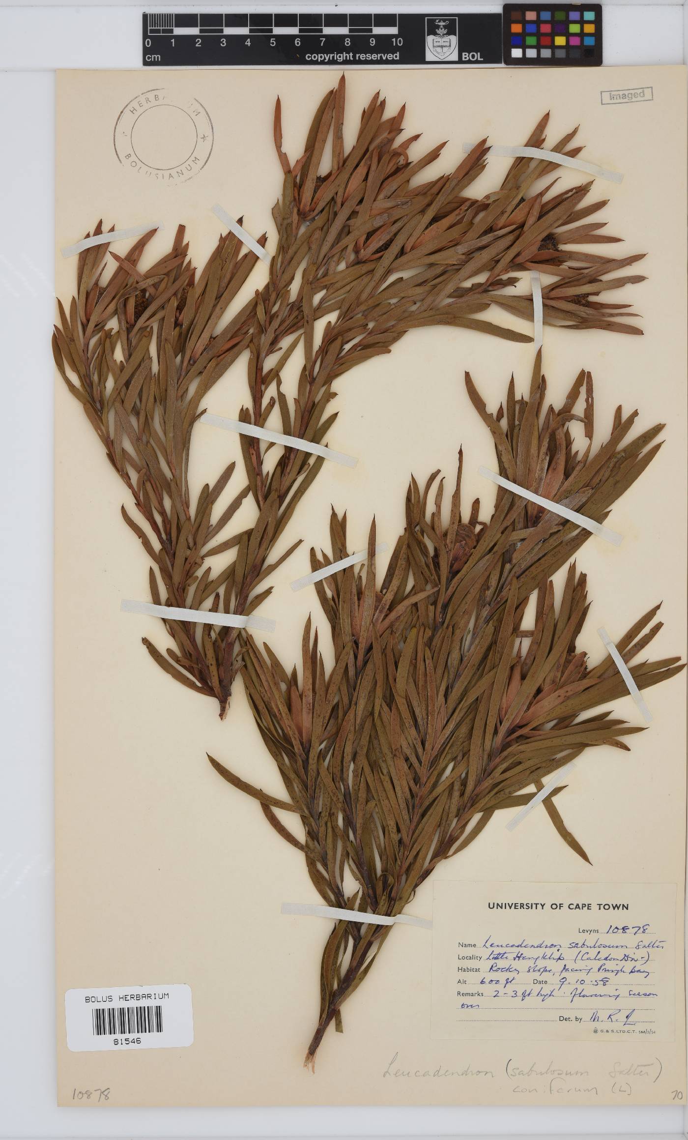 Leucadendron coniferum image