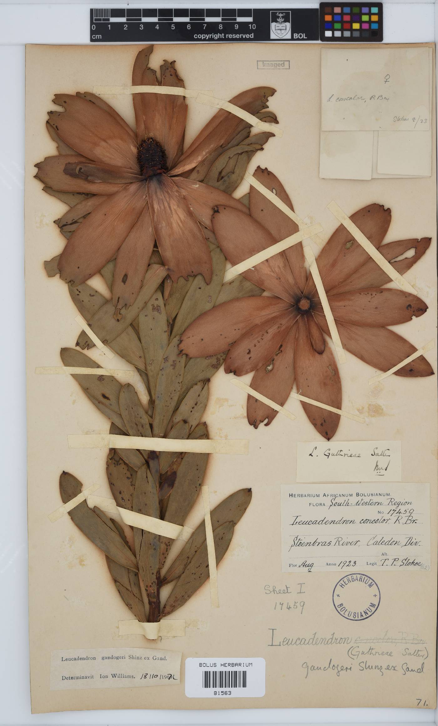 Leucadendron gandogeri image