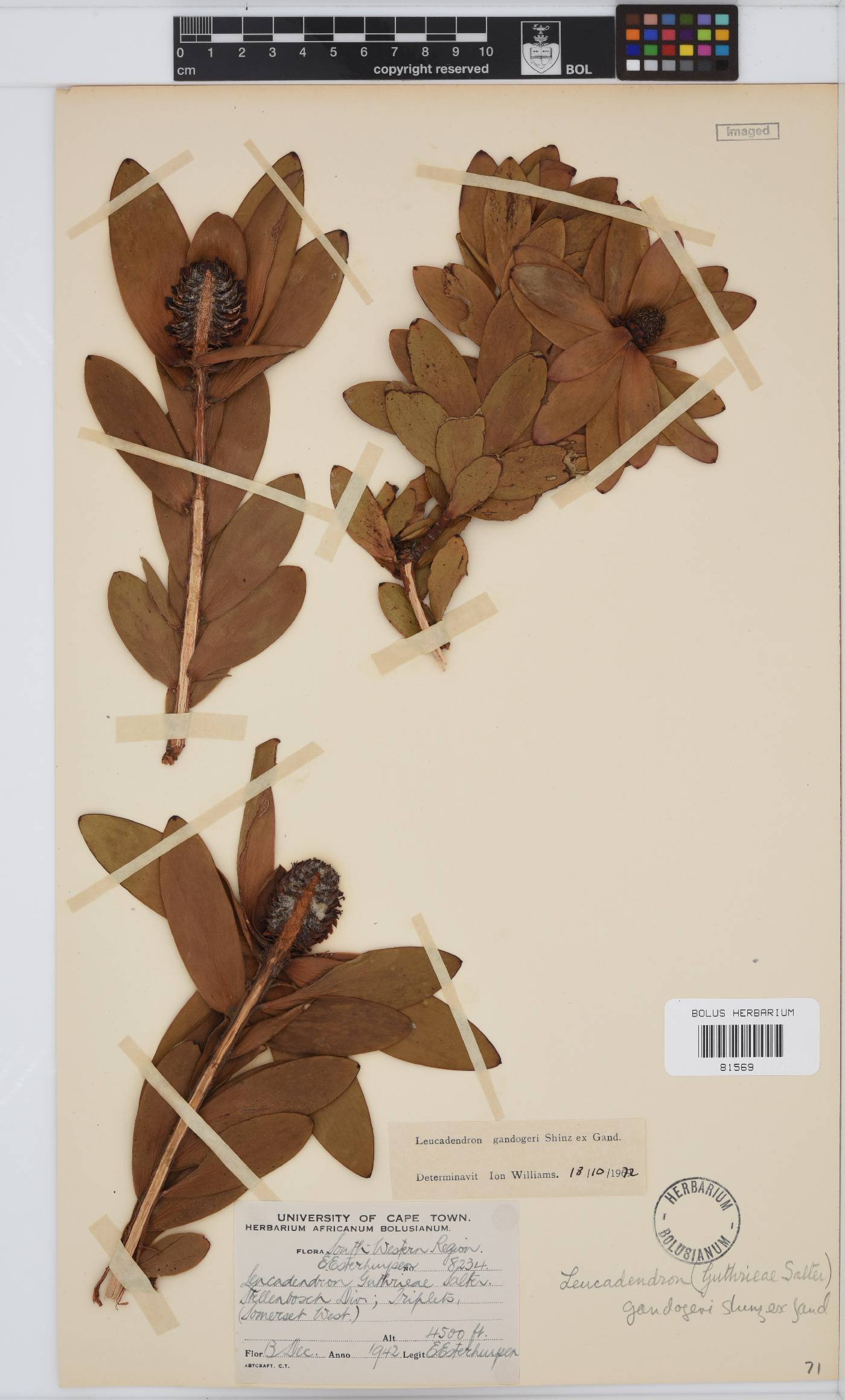 Leucadendron gandogeri image