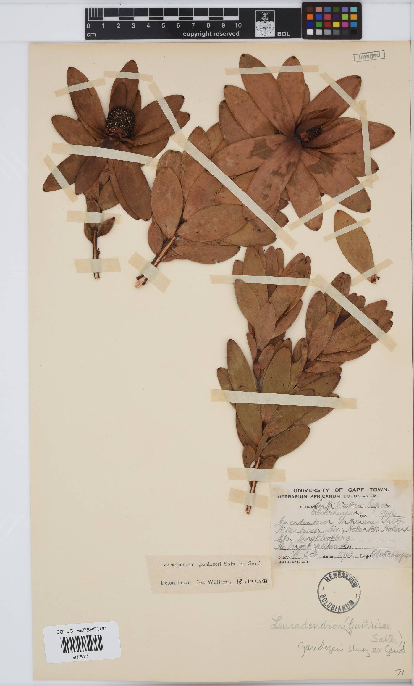 Leucadendron gandogeri image