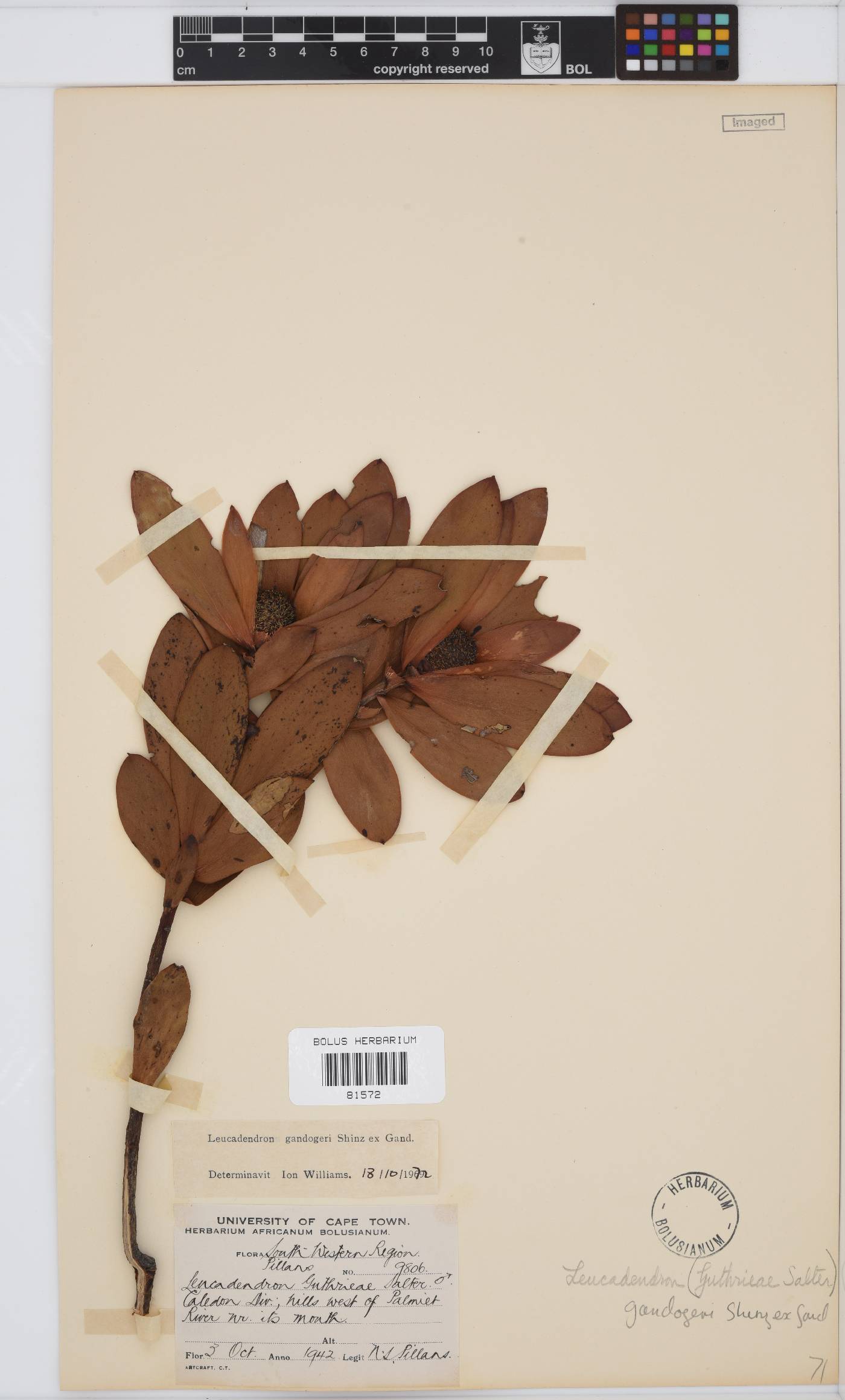 Leucadendron gandogeri image