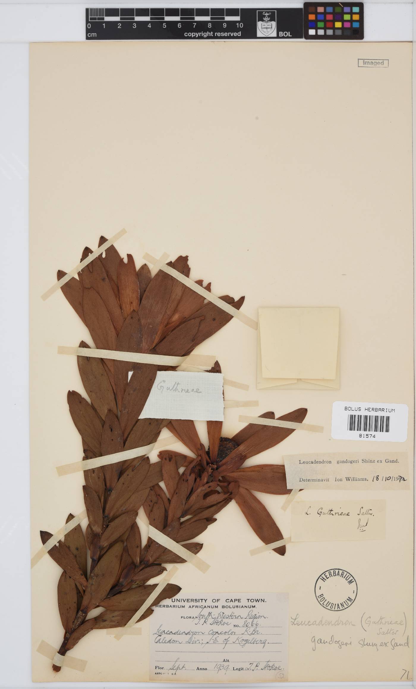 Leucadendron gandogeri image