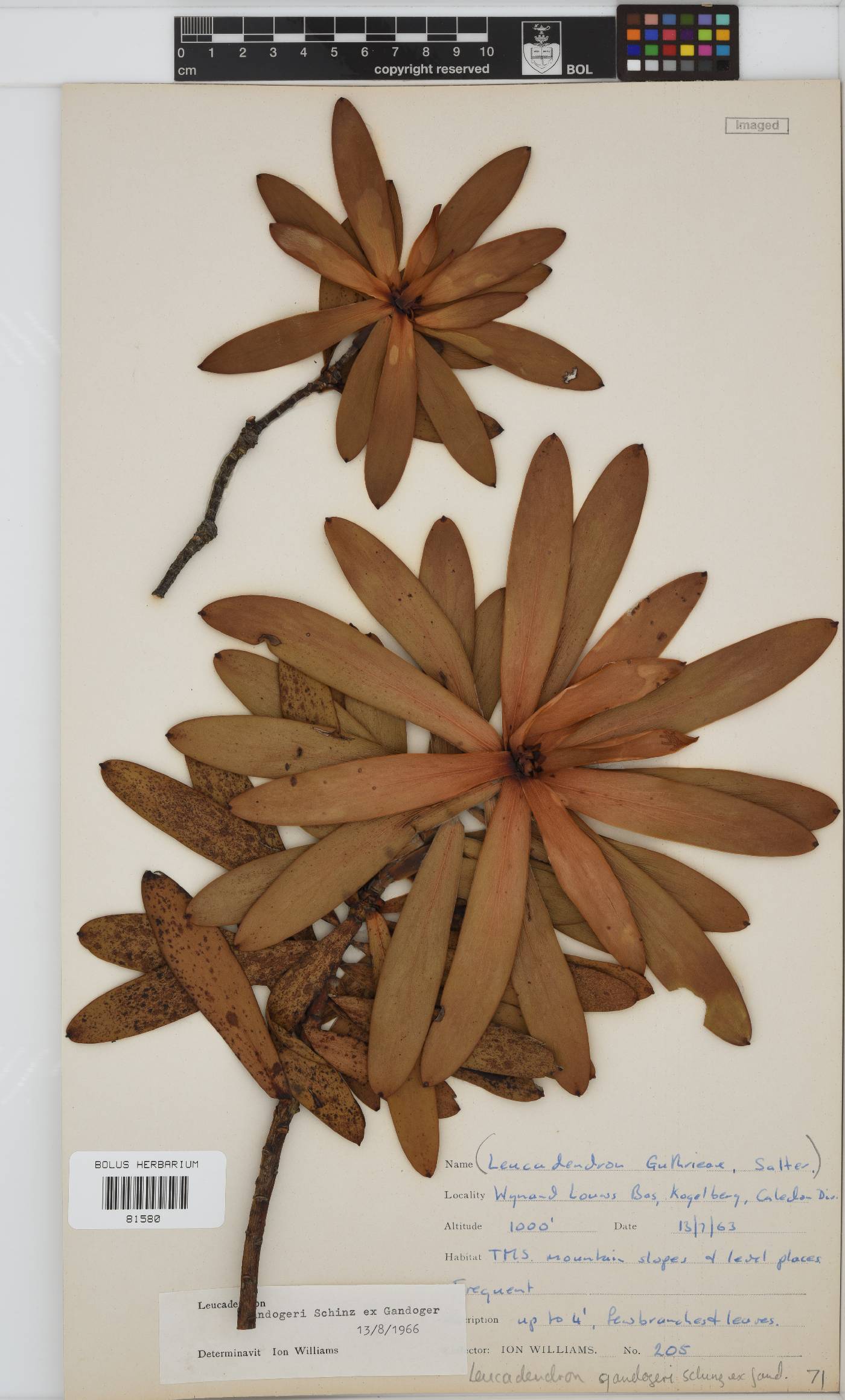 Leucadendron gandogeri image