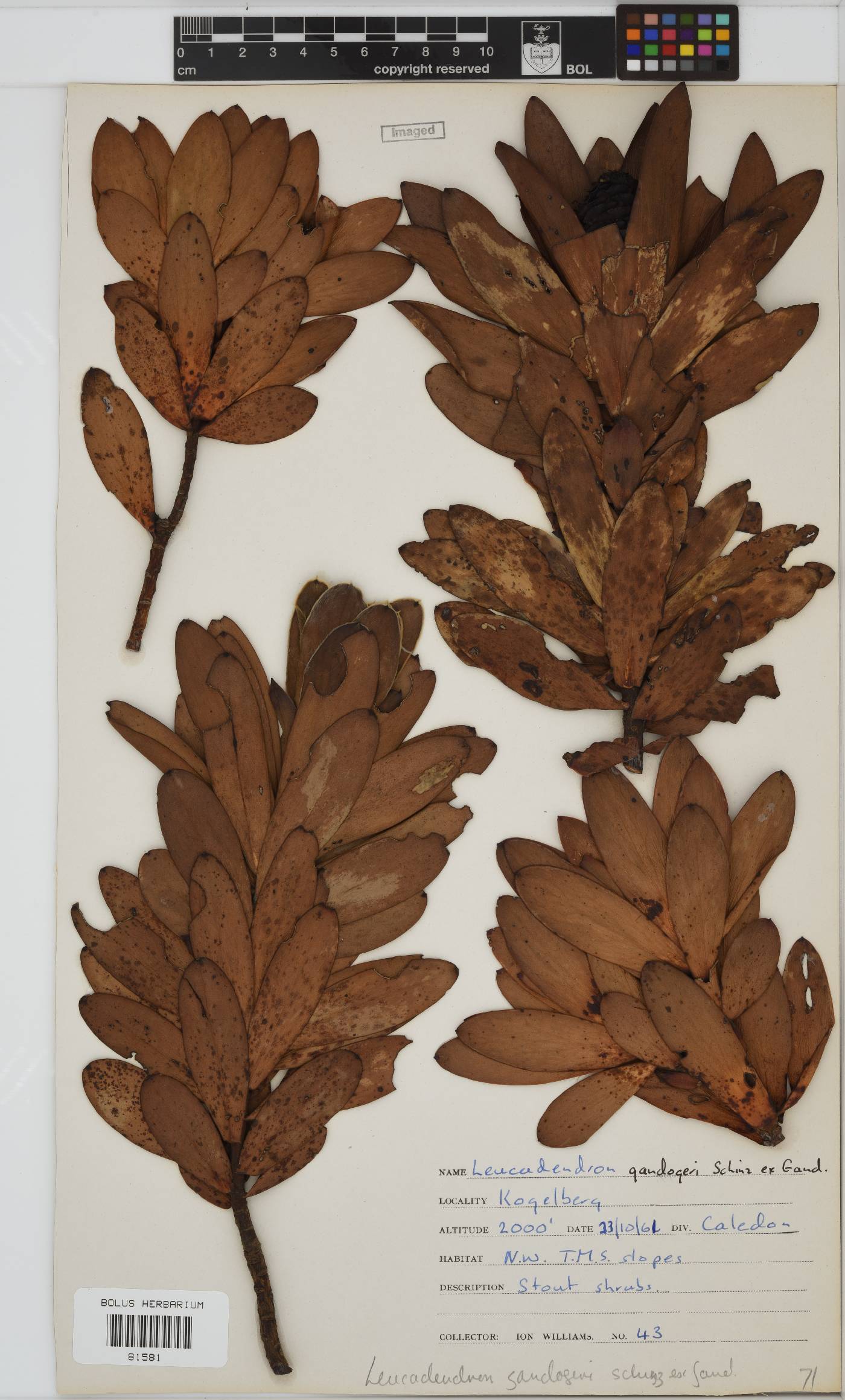 Leucadendron gandogeri image