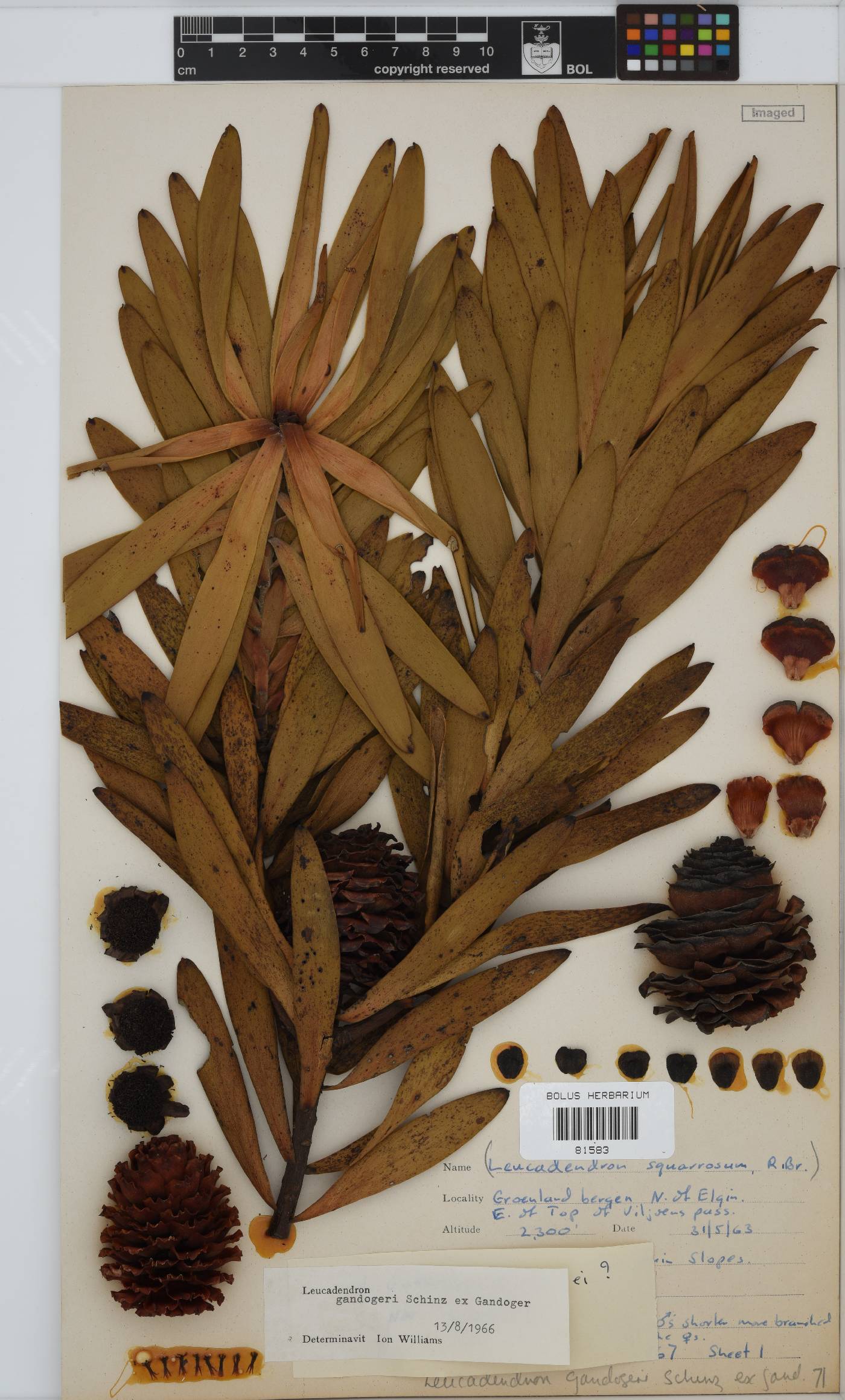 Leucadendron gandogeri image