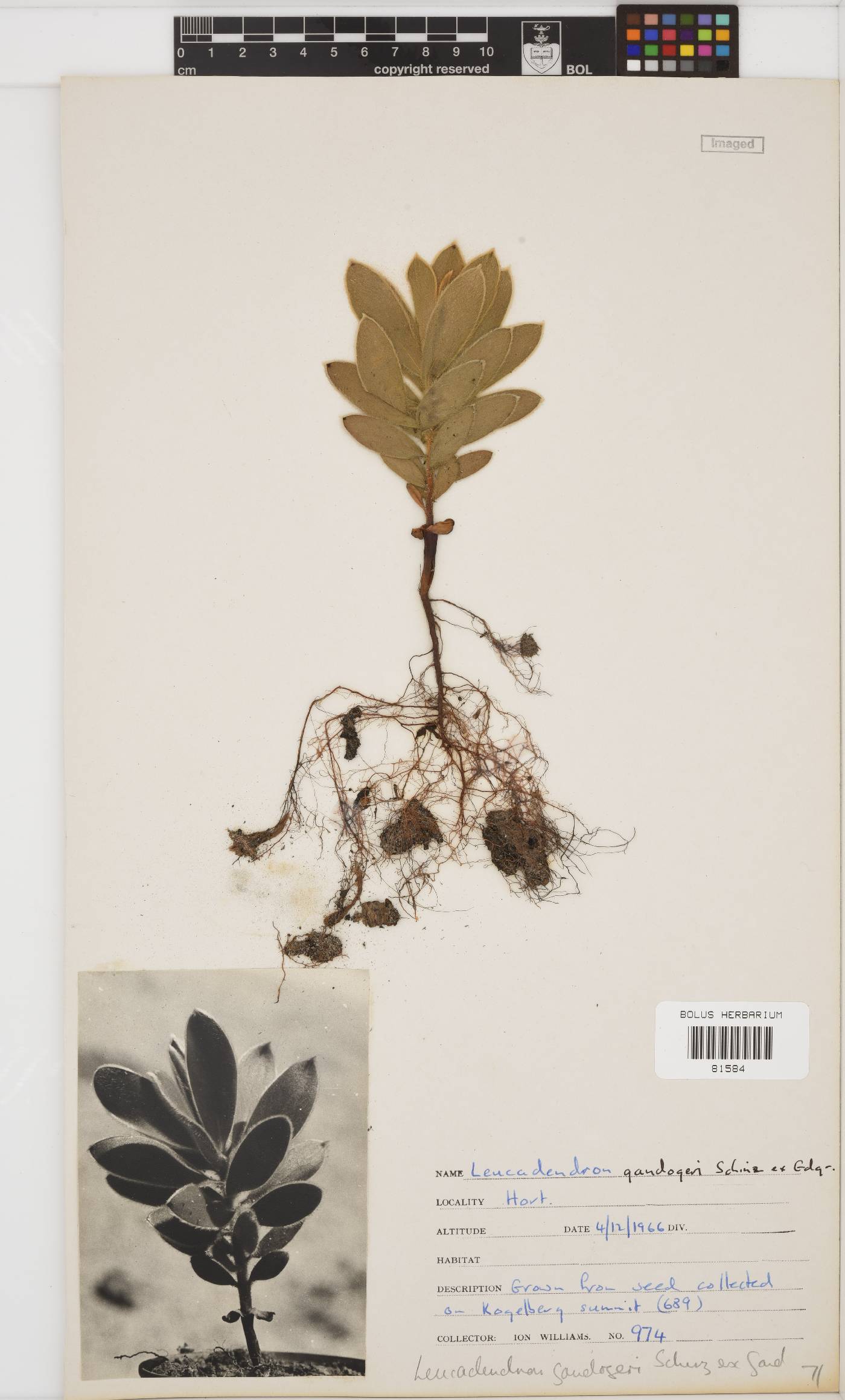 Leucadendron gandogeri image