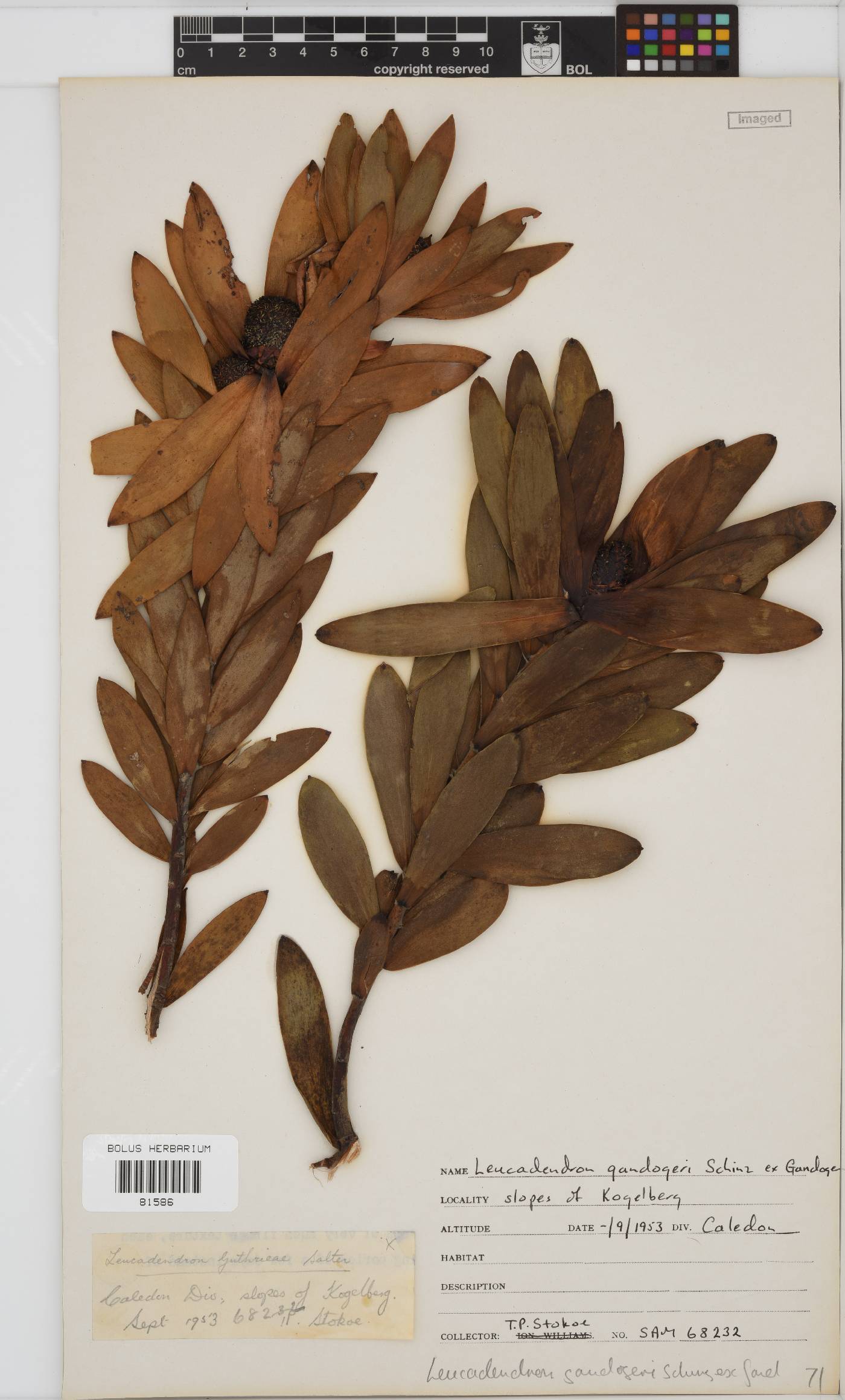Leucadendron gandogeri image