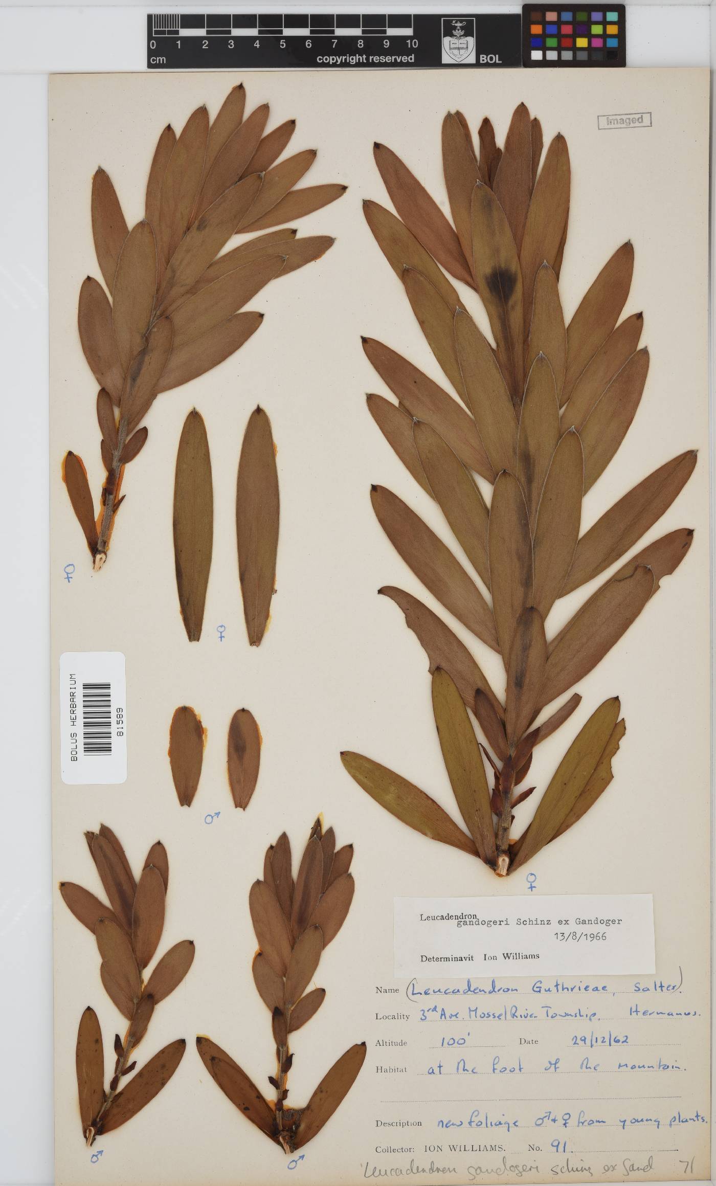 Leucadendron gandogeri image