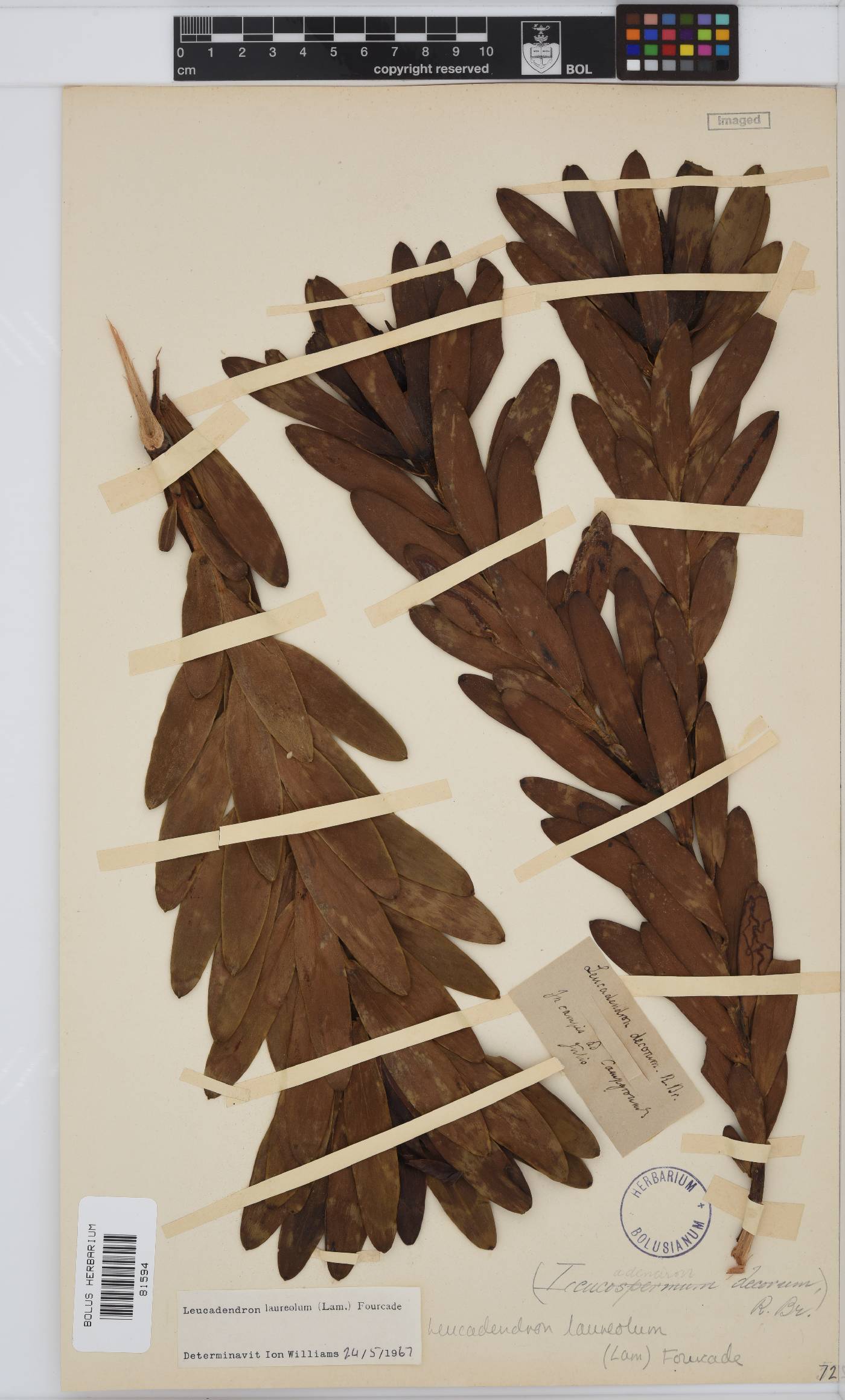 Leucadendron laureolum image