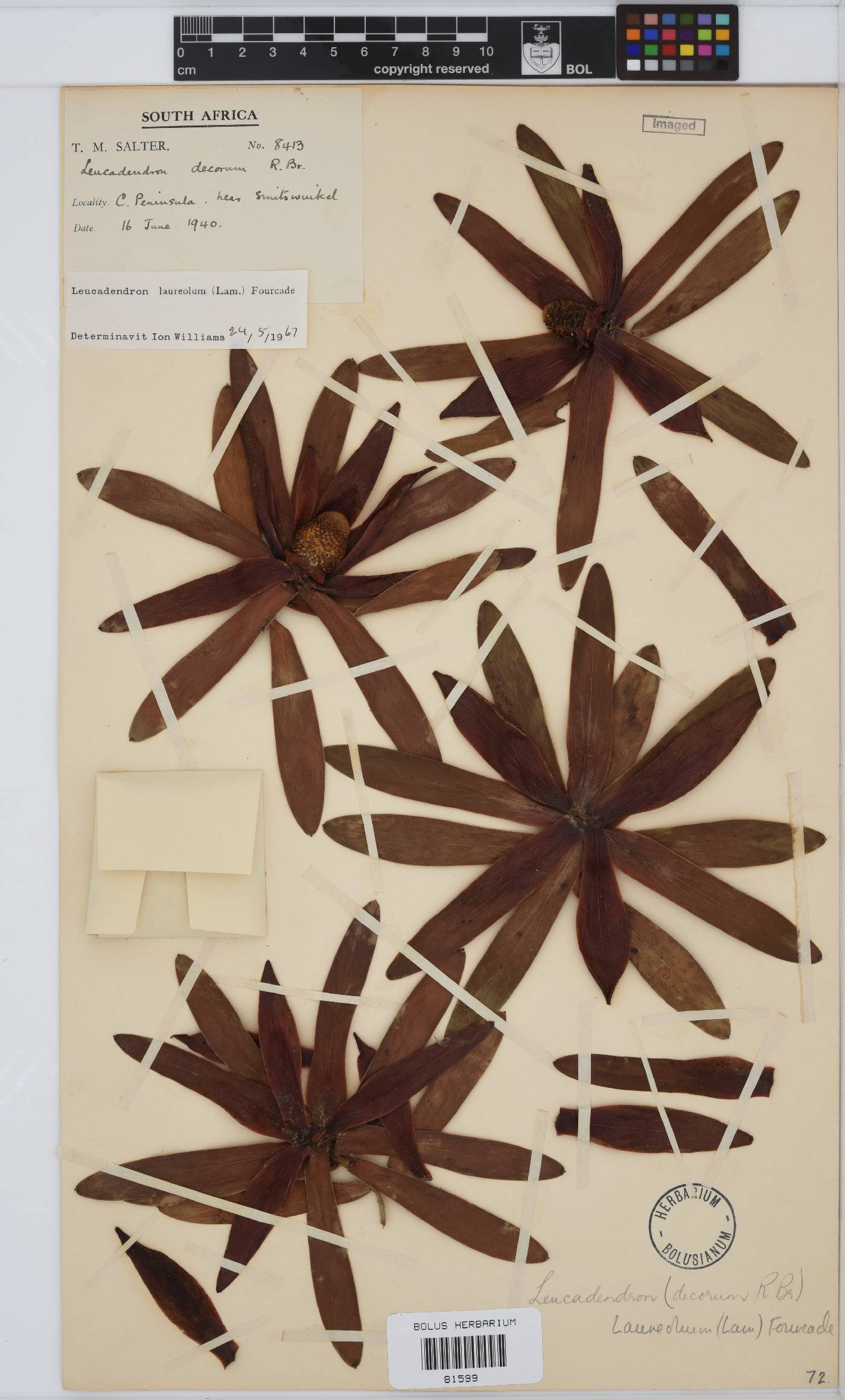 Leucadendron laureolum image