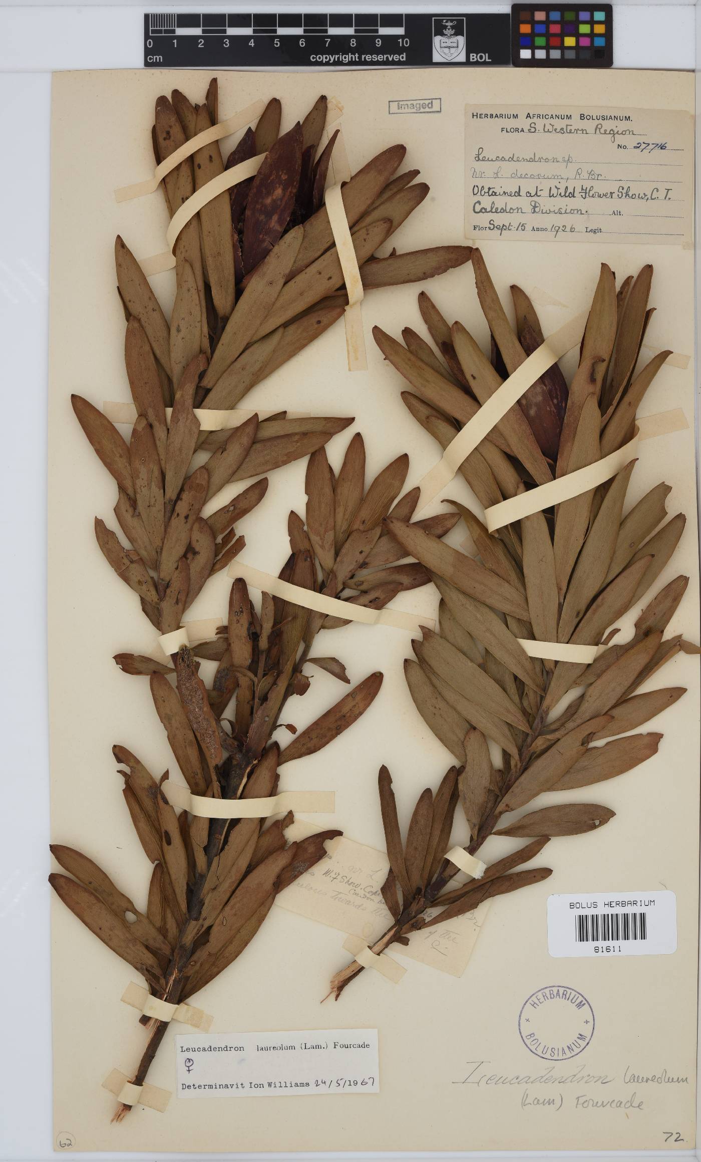 Leucadendron laureolum image