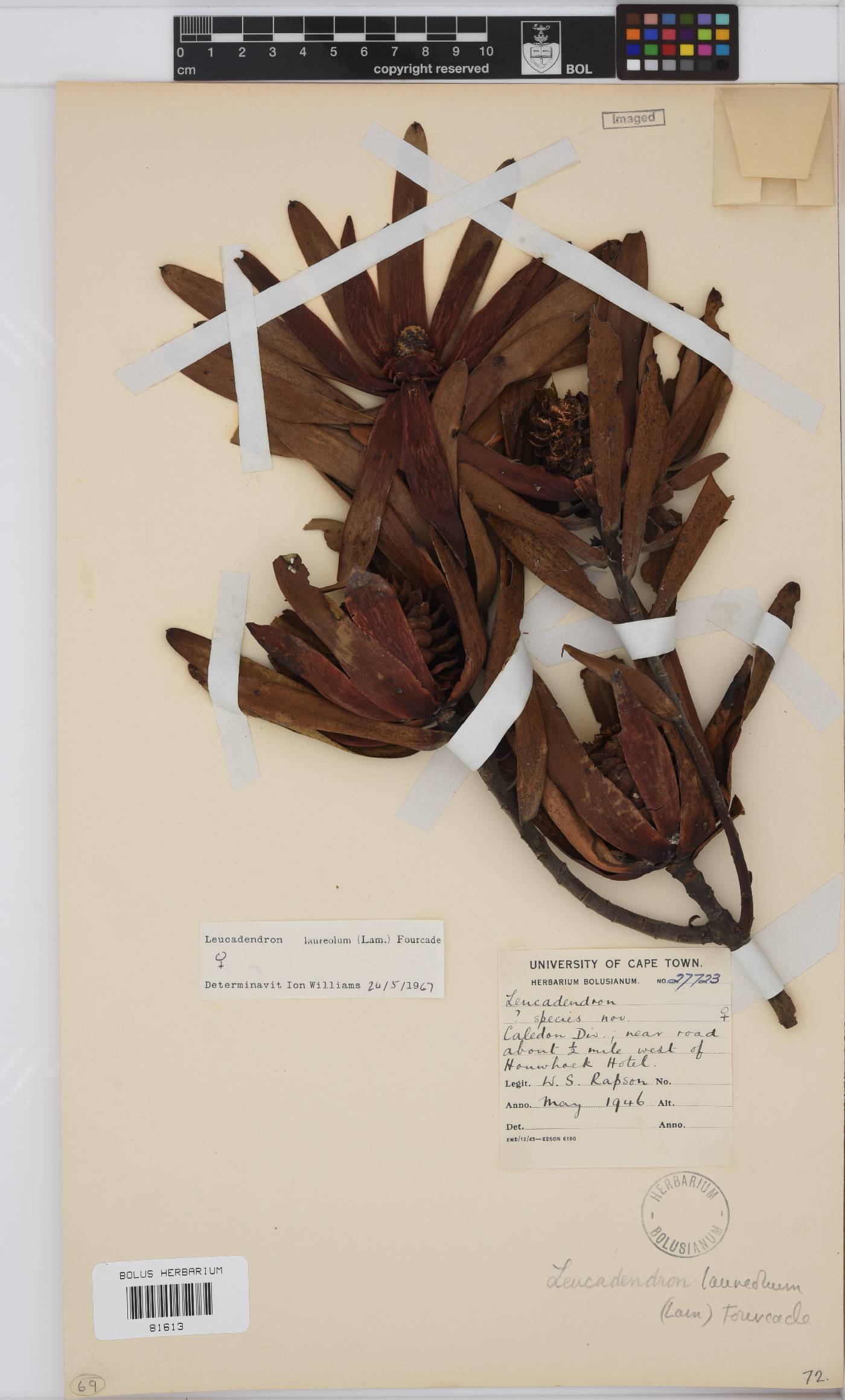 Leucadendron laureolum image