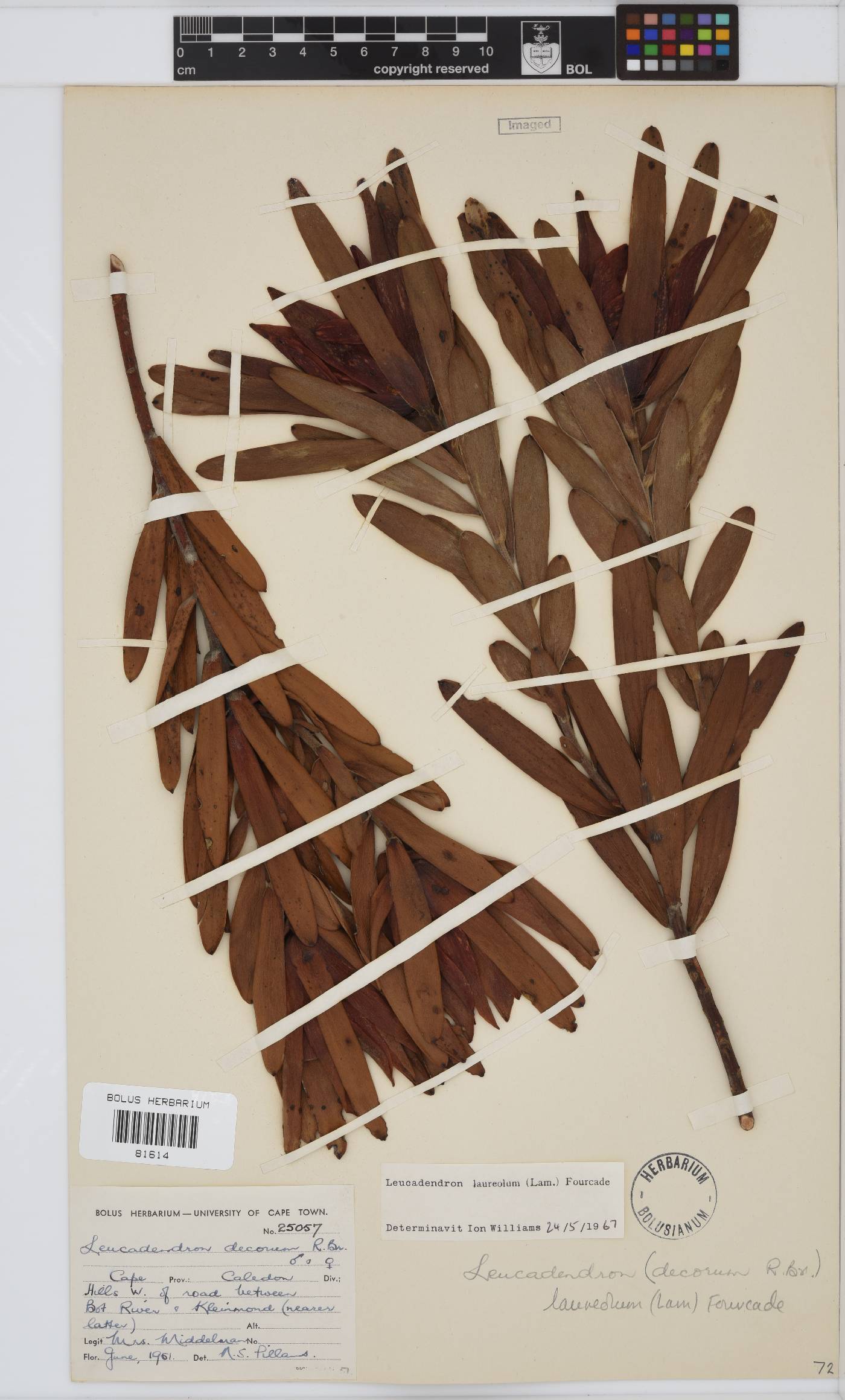 Leucadendron laureolum image