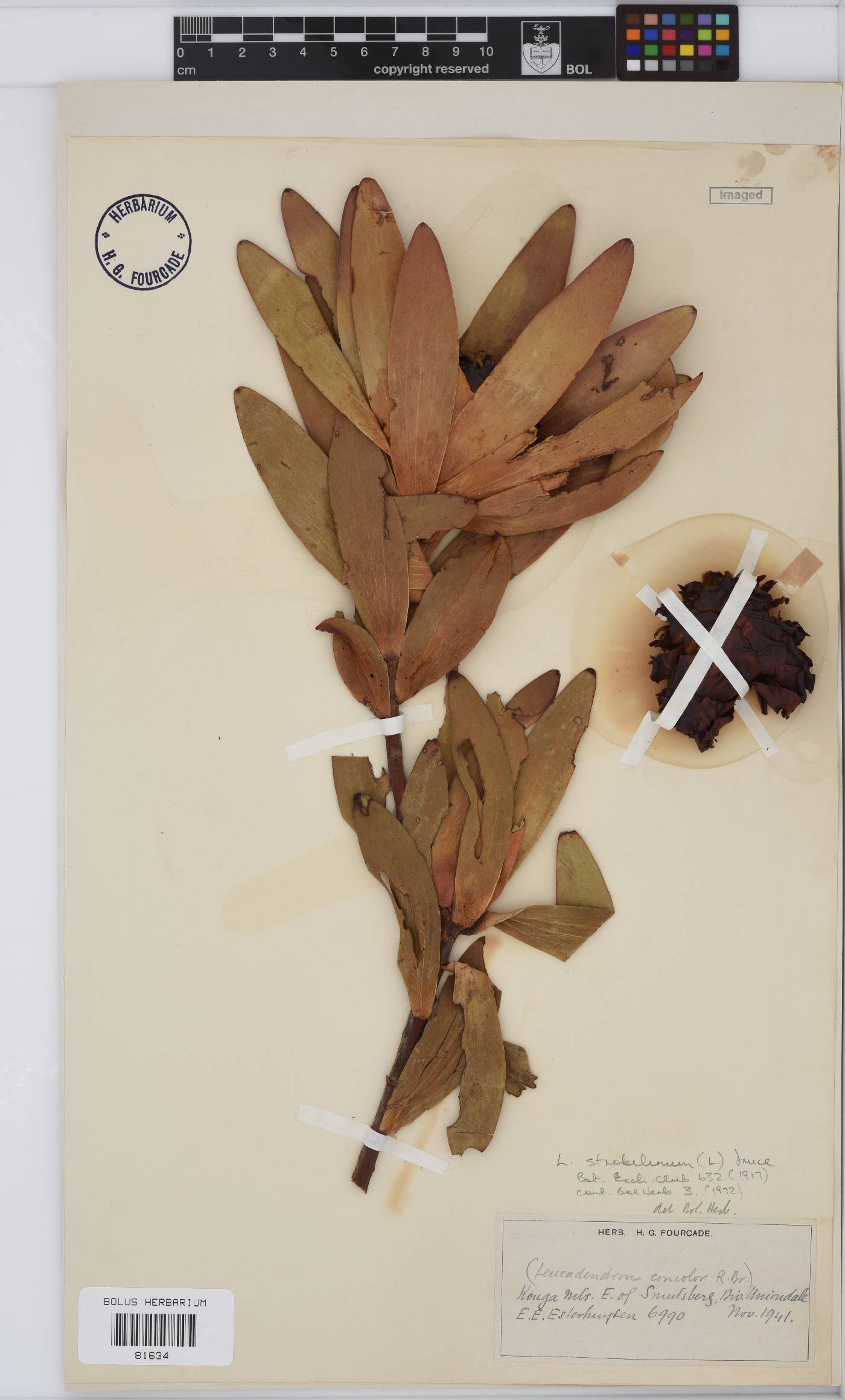 Leucadendron strobilinum image