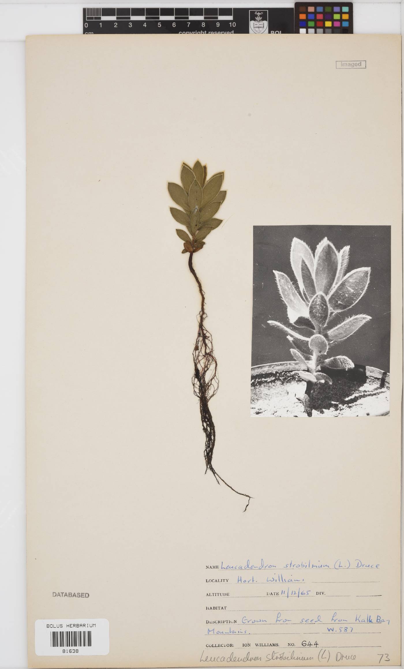 Leucadendron strobilinum image
