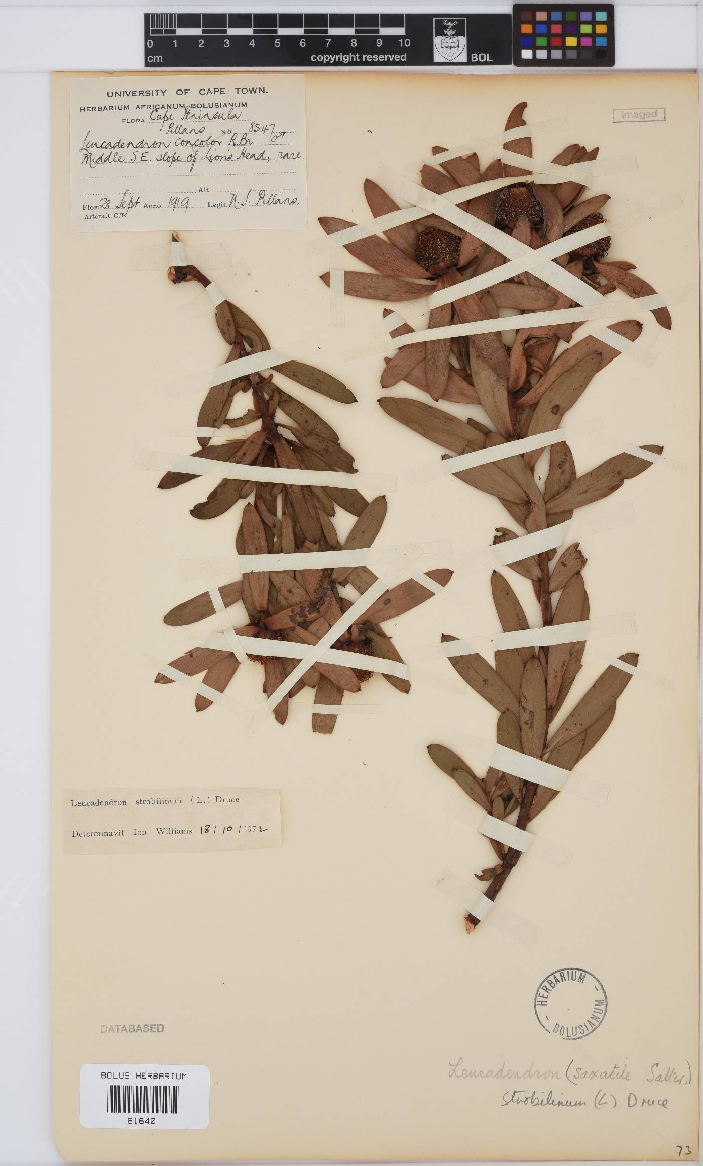 Leucadendron strobilinum image