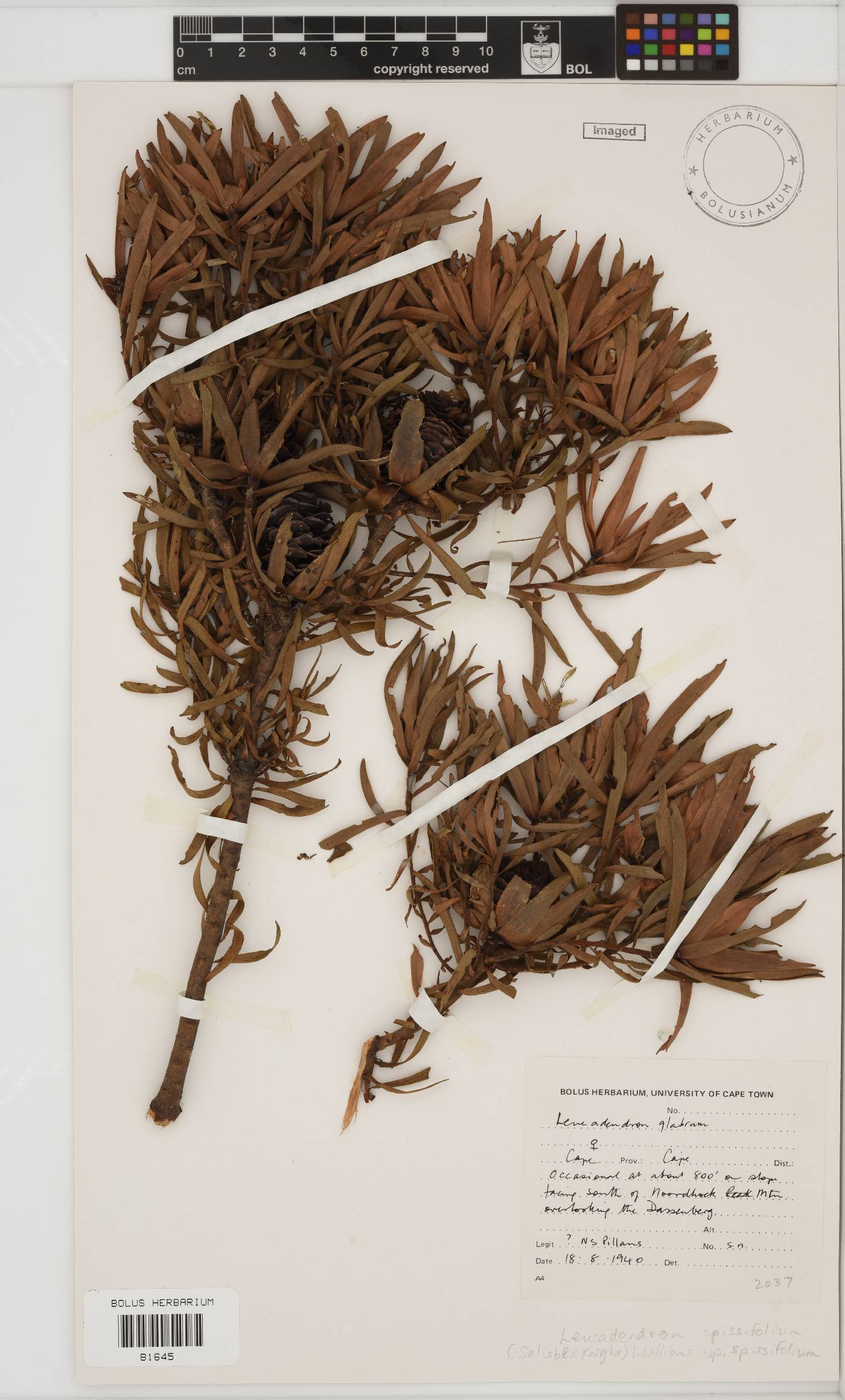 Leucadendron spissifolium image