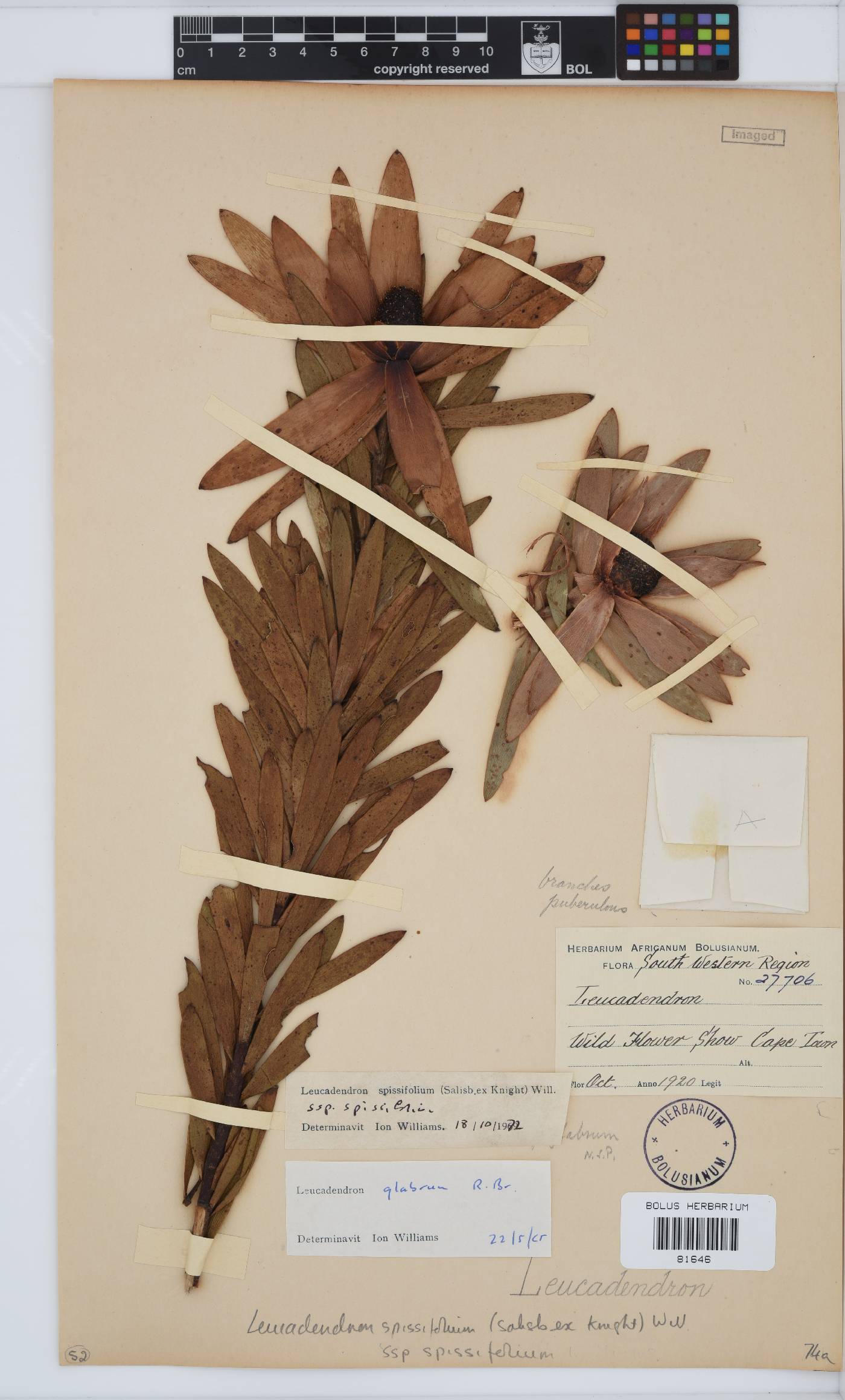 Leucadendron spissifolium image