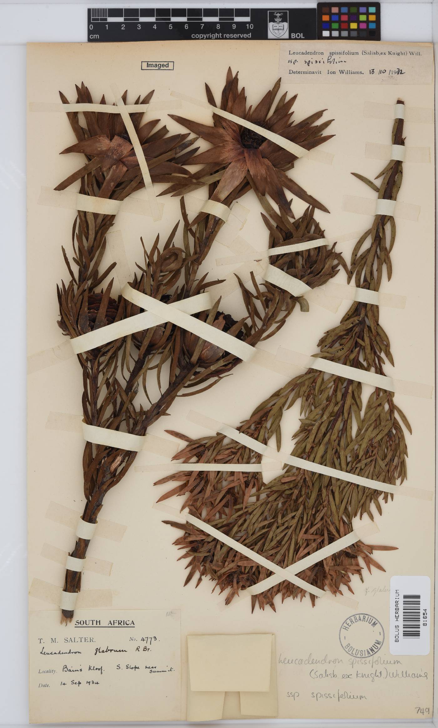 Leucadendron spissifolium subsp. spissifolium image