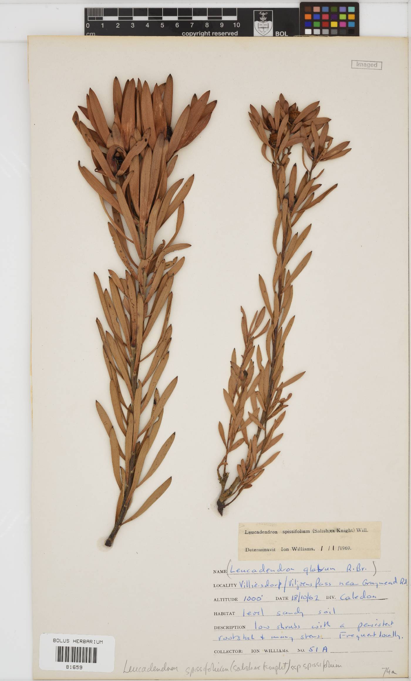 Leucadendron spissifolium subsp. spissifolium image