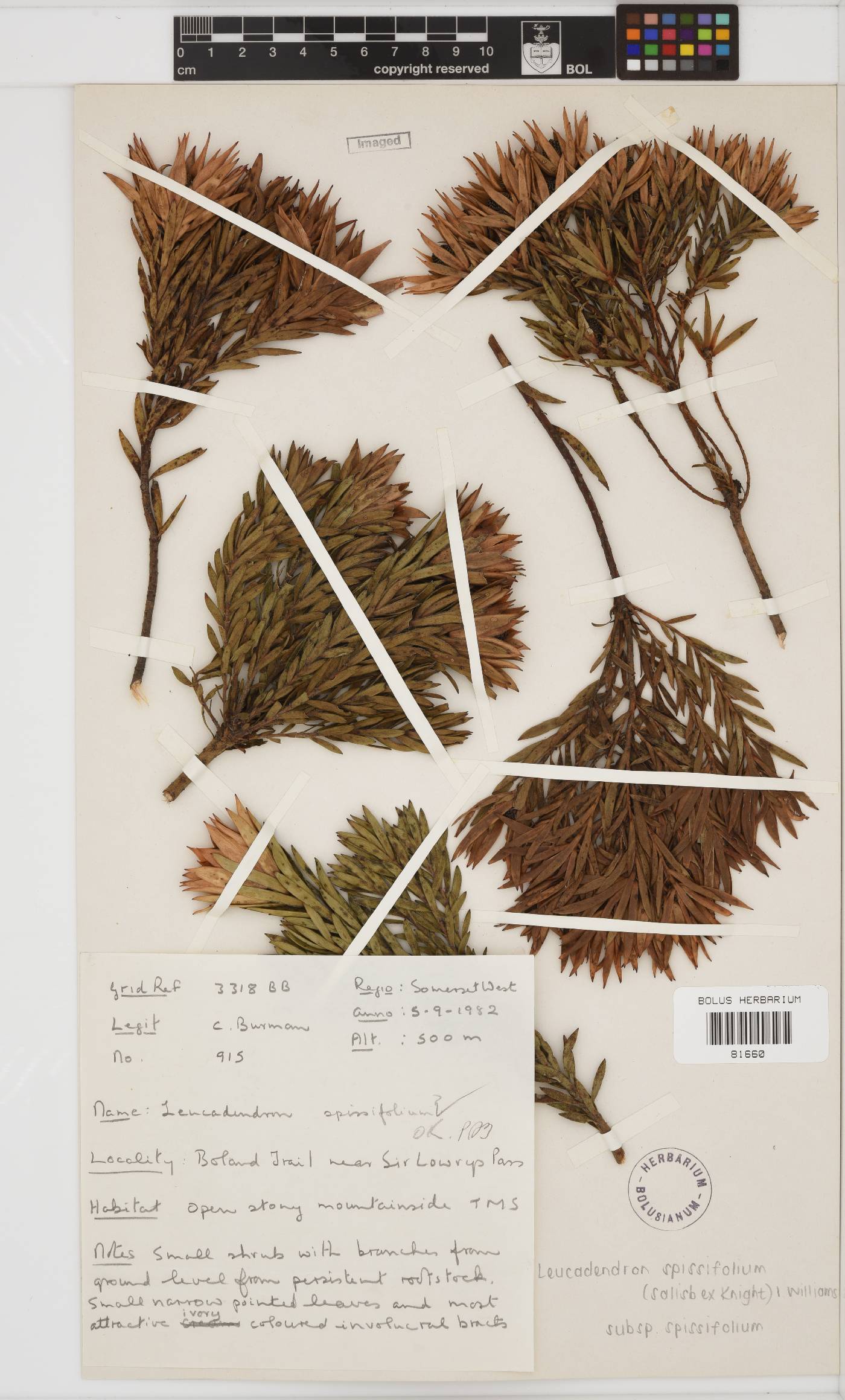 Leucadendron spissifolium subsp. spissifolium image