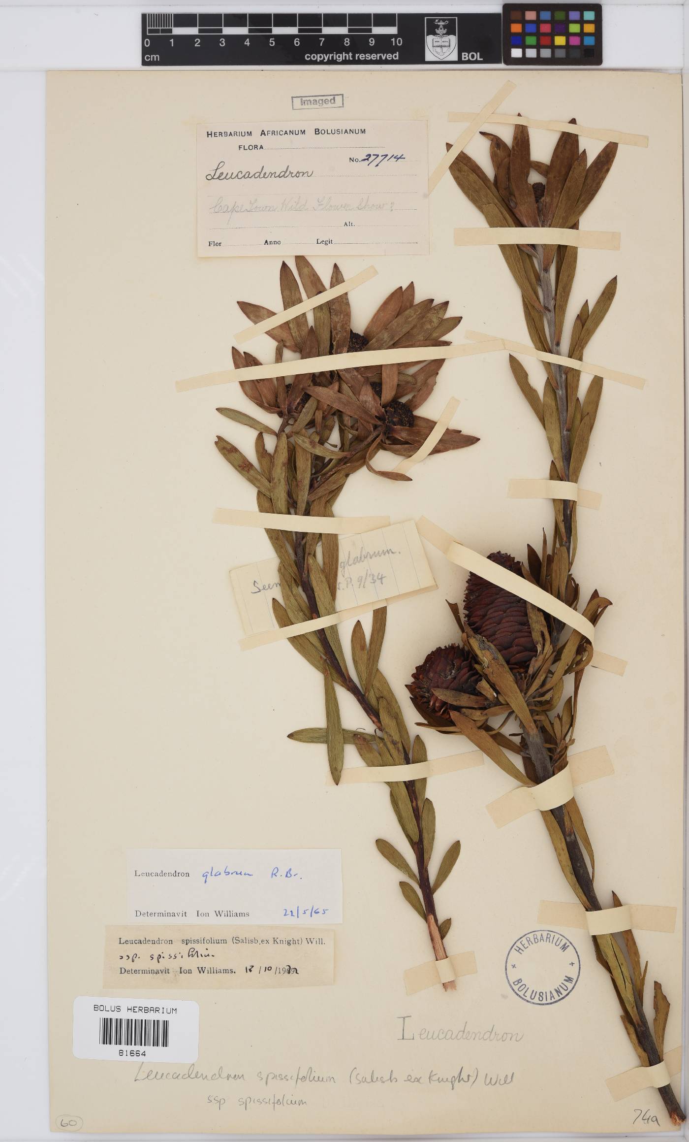 Leucadendron spissifolium image