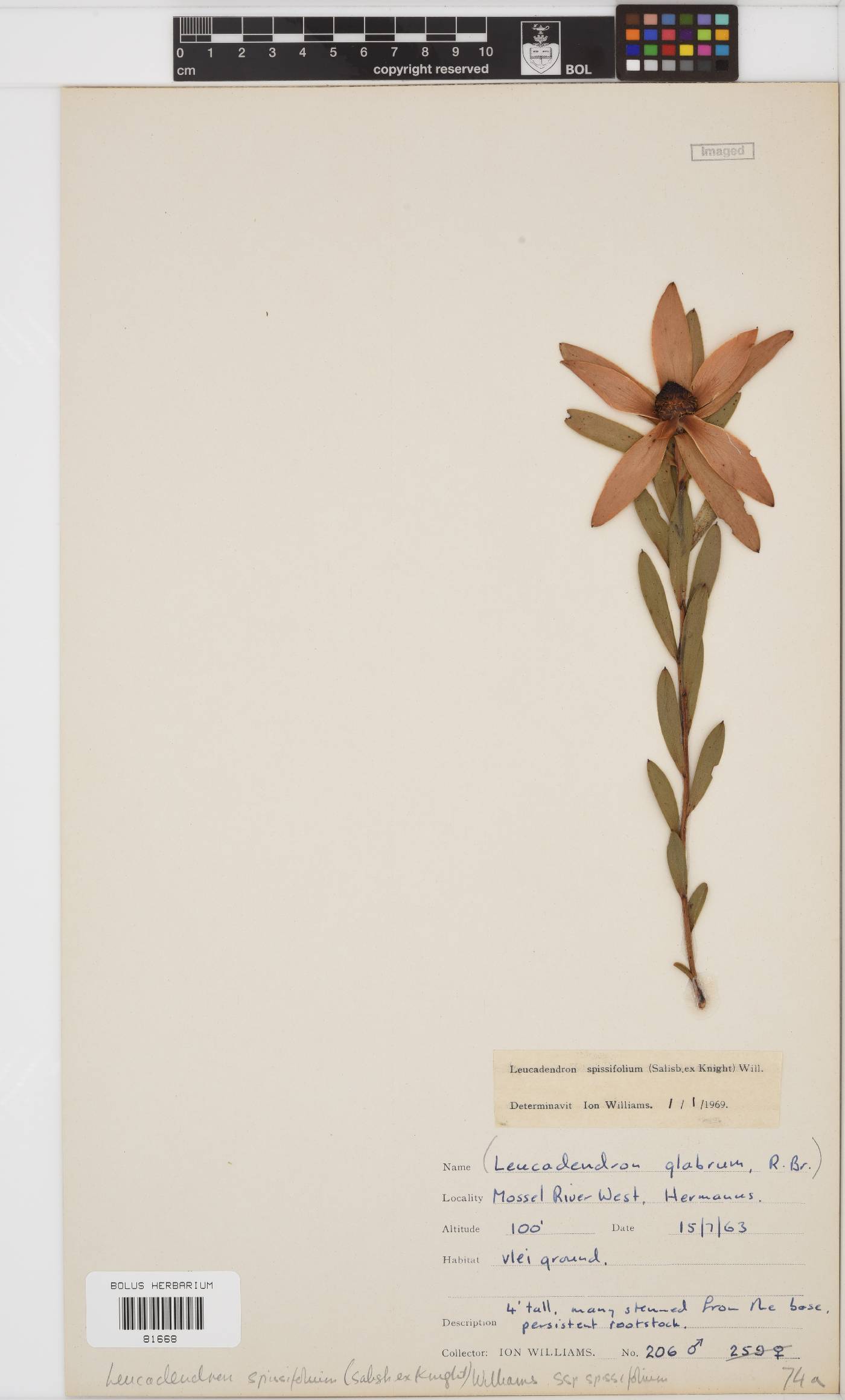 Leucadendron spissifolium subsp. spissifolium image