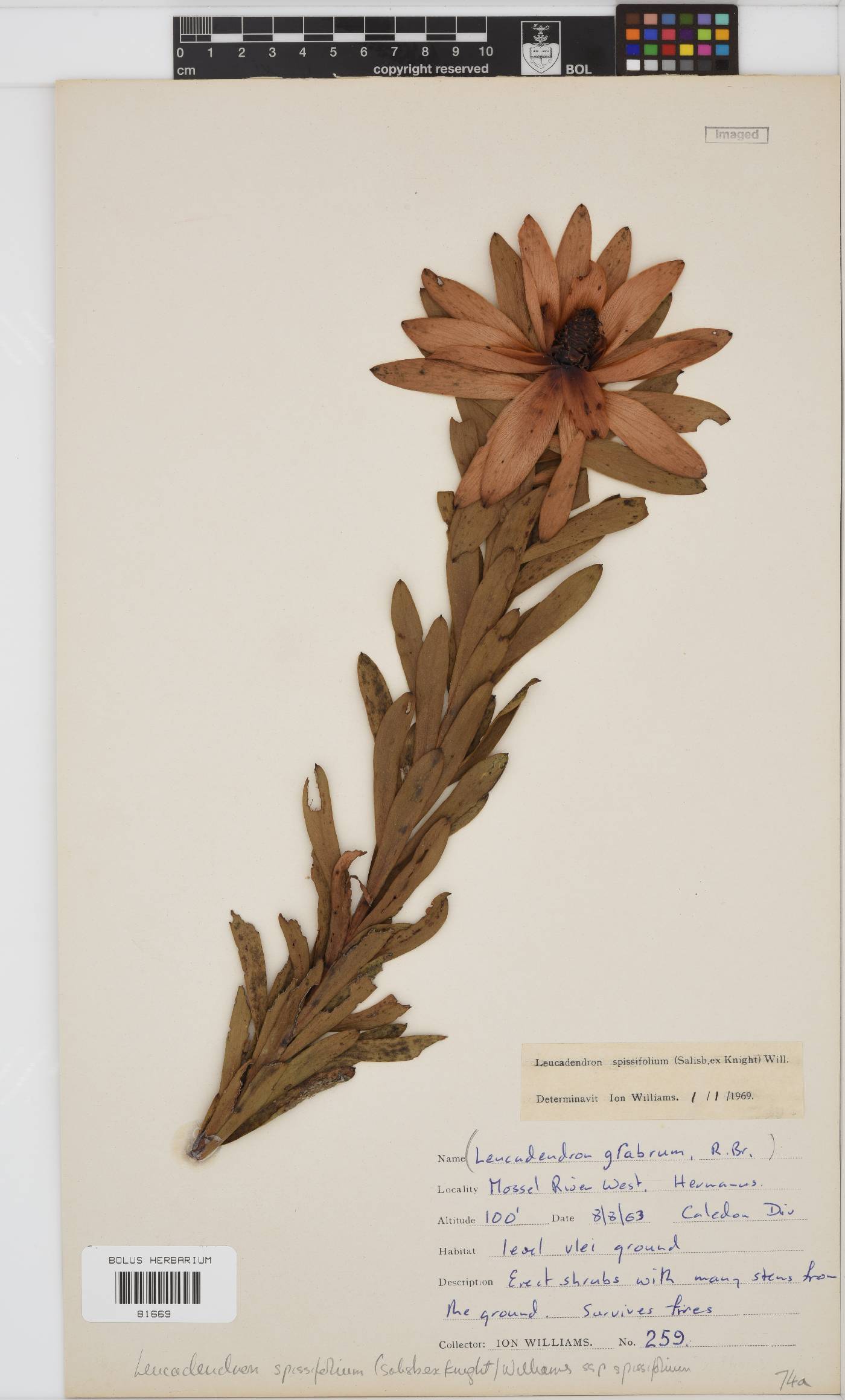 Leucadendron spissifolium subsp. spissifolium image