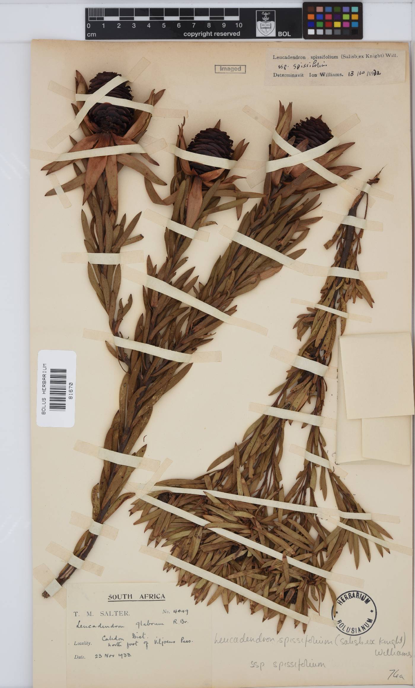 Leucadendron spissifolium image