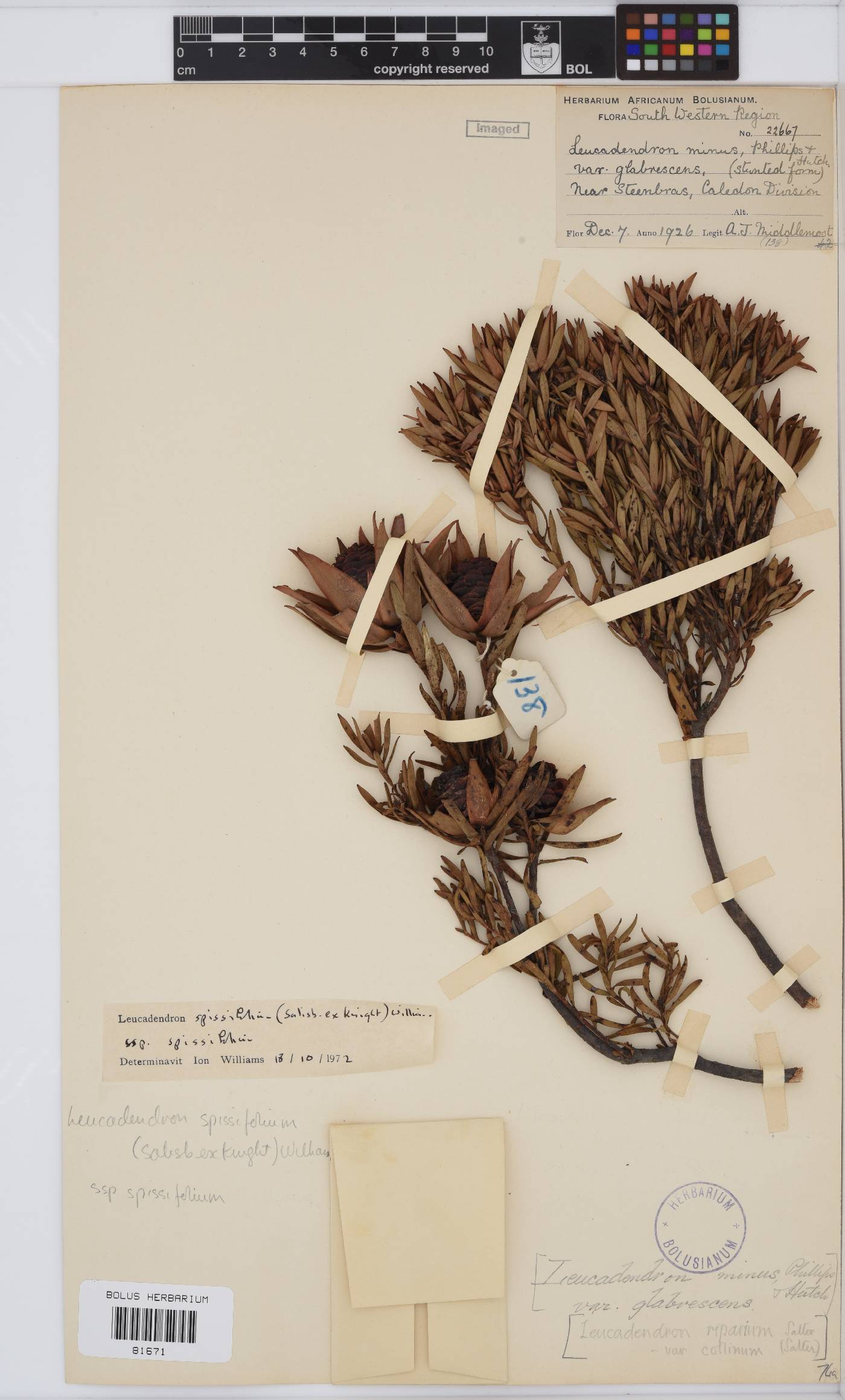 Leucadendron spissifolium subsp. spissifolium image