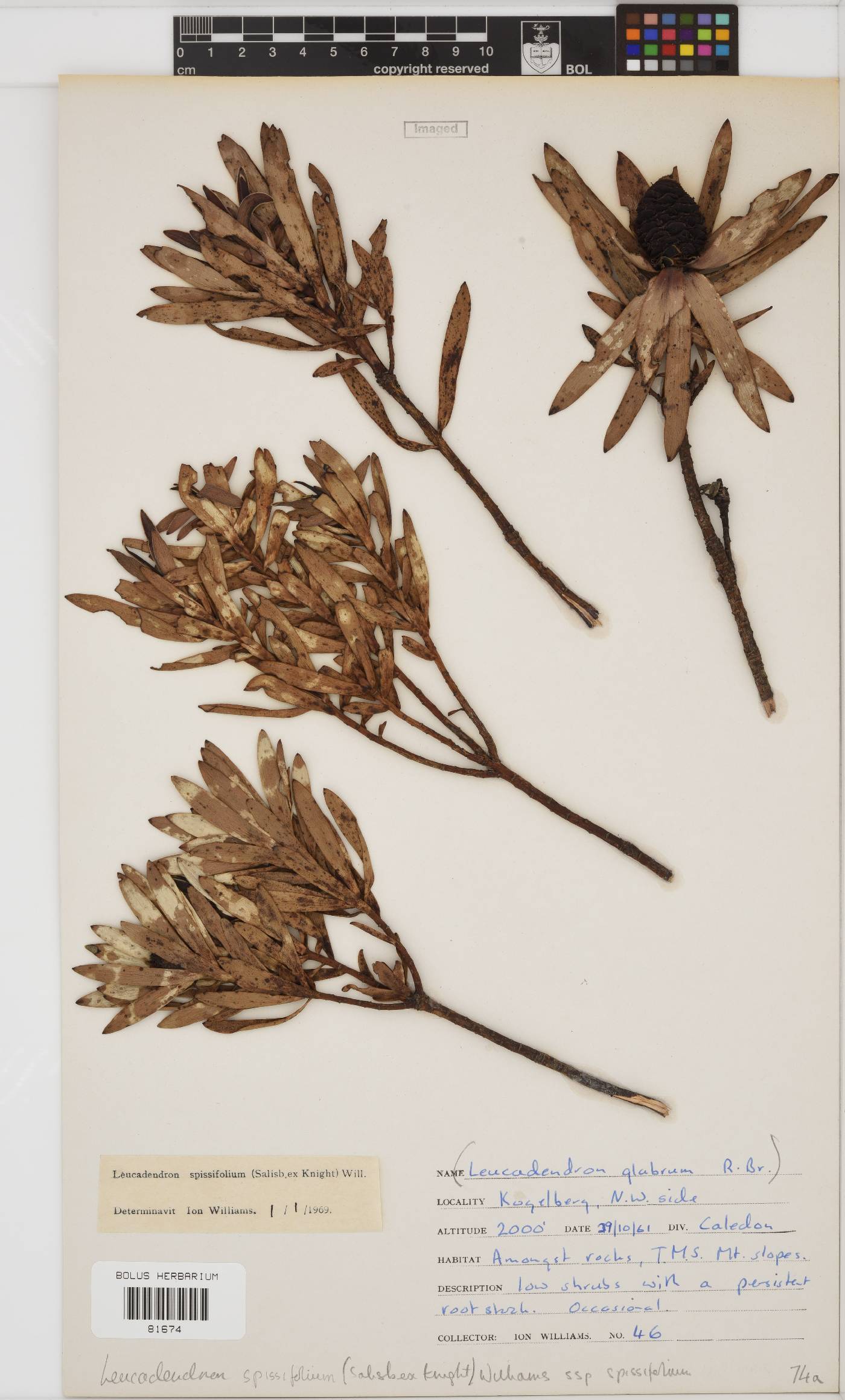 Leucadendron spissifolium subsp. spissifolium image