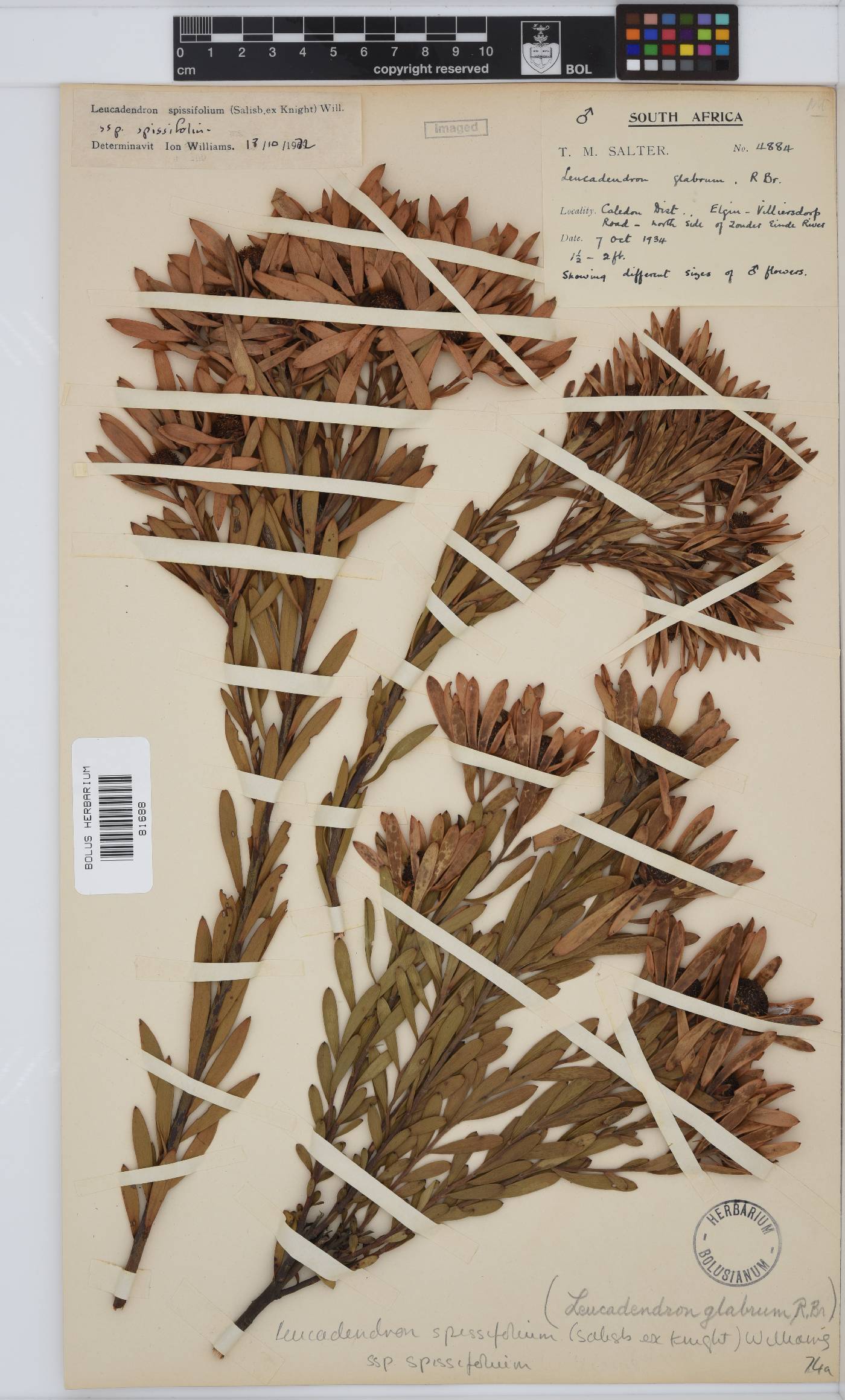 Leucadendron spissifolium subsp. spissifolium image