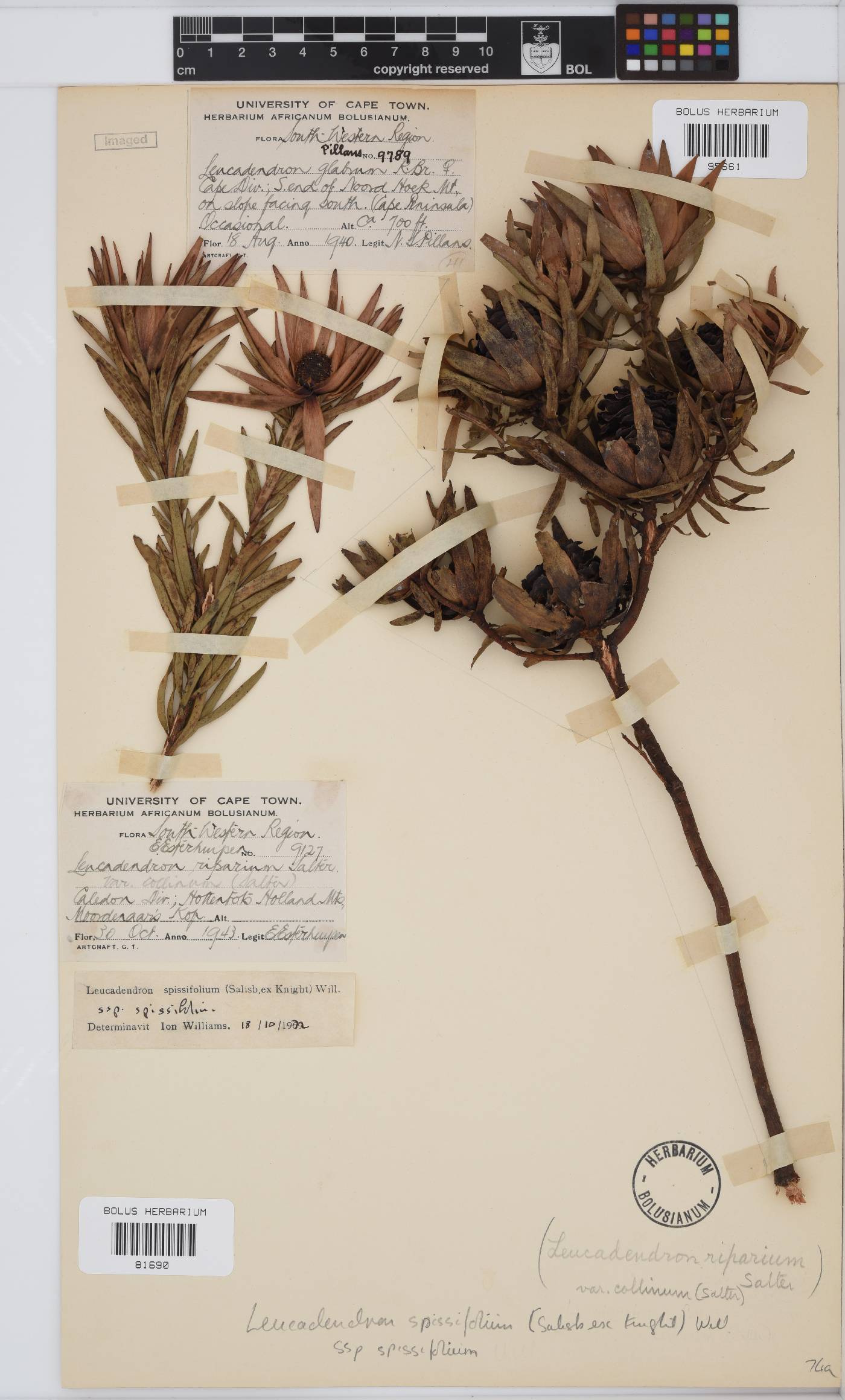 Leucadendron spissifolium subsp. spissifolium image