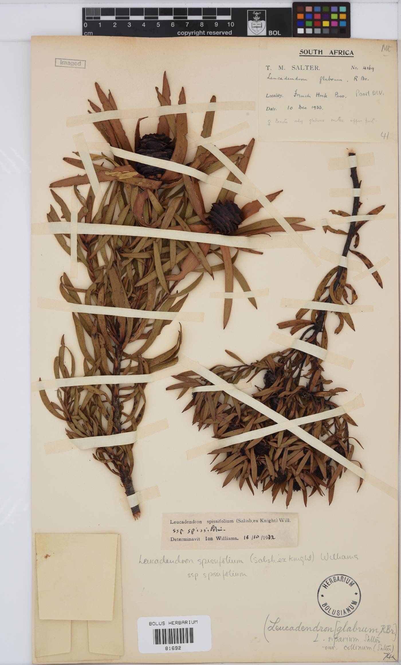 Leucadendron spissifolium subsp. spissifolium image