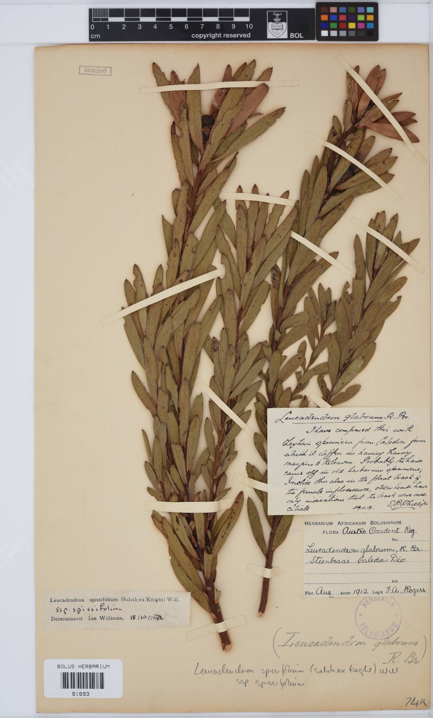 Leucadendron spissifolium image